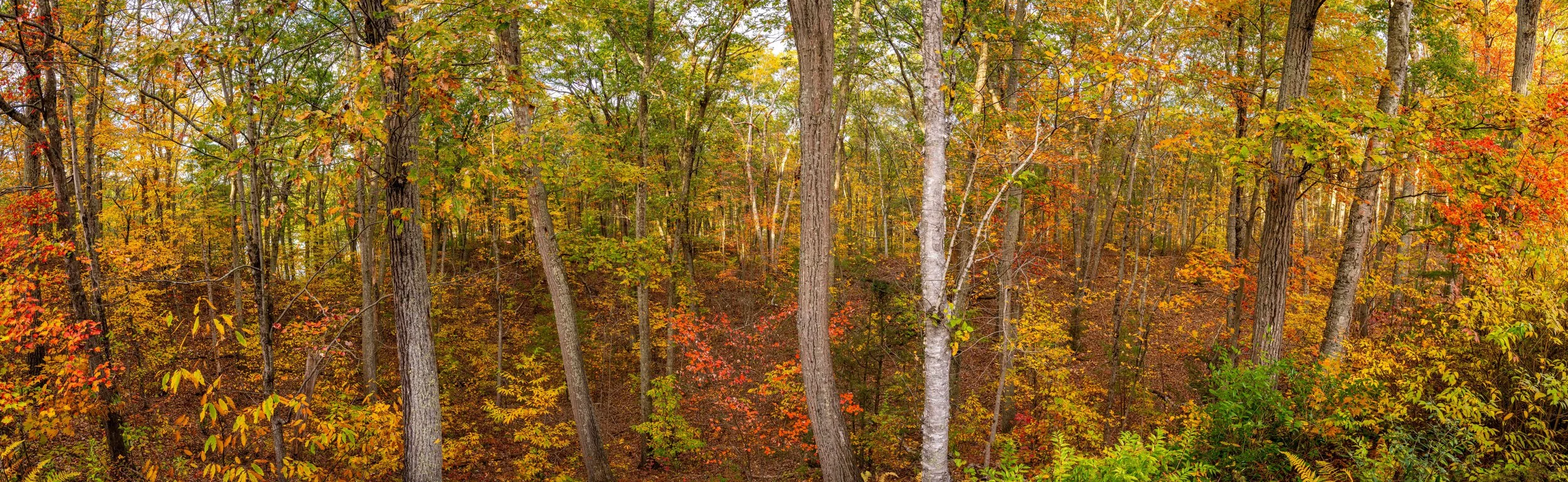 Lincoln Back Deck View Fall 2025