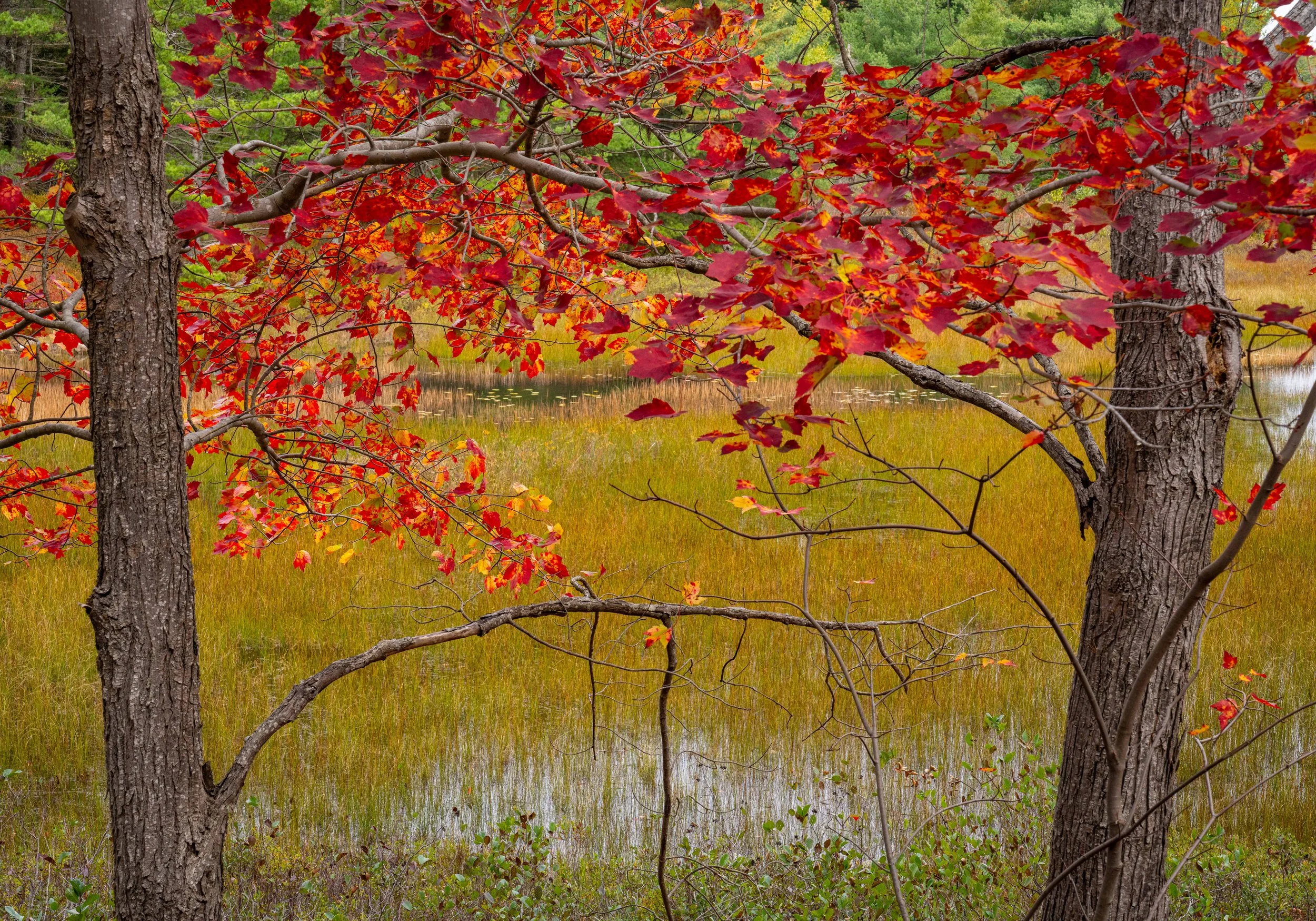 Duck Brook Acadia NP Fall 2025