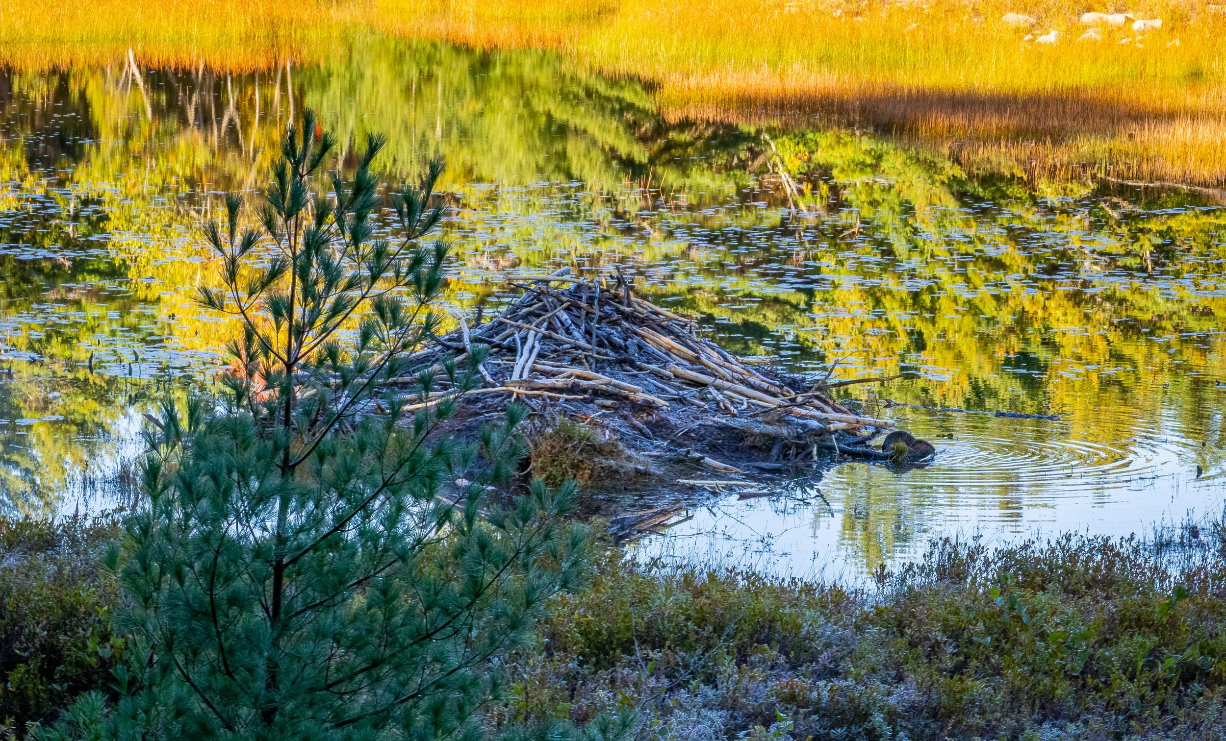 Beaver With Birch Log Duck Brook Acadia NP Fall 2025
