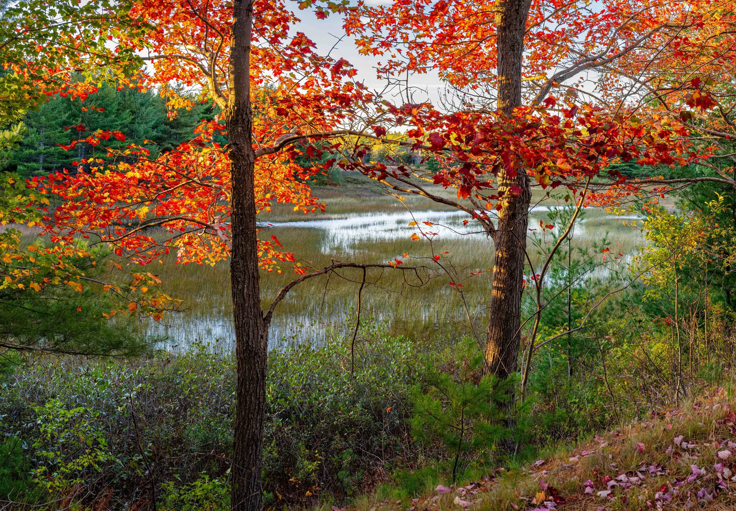 Late Afternoon Light Duck Brook Acadia NP Fall 2025
