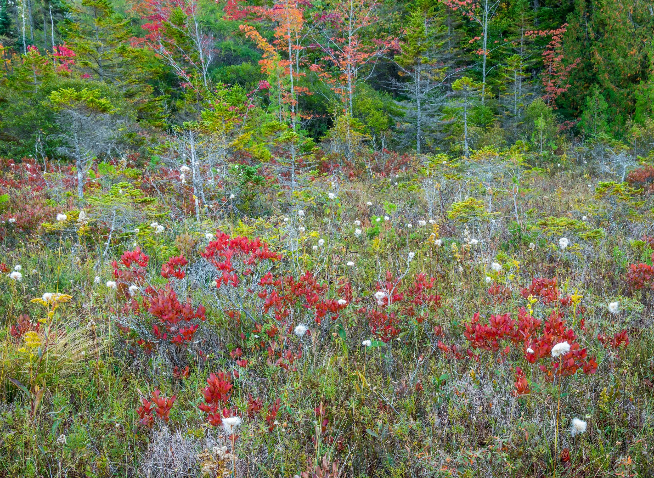 Wetland Acadia NP Fall 2016