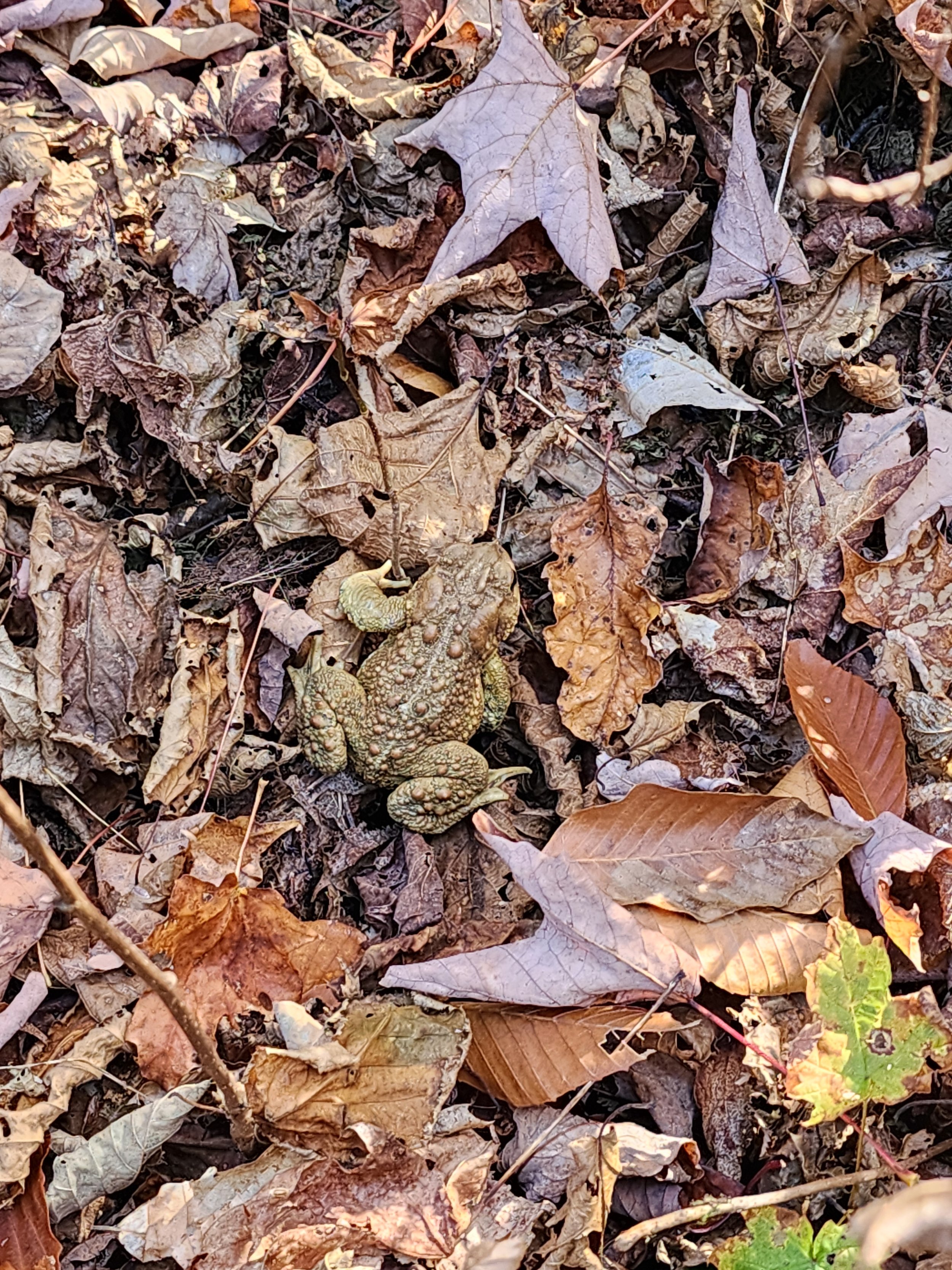 American Toad Evans Notch Fall 2025
