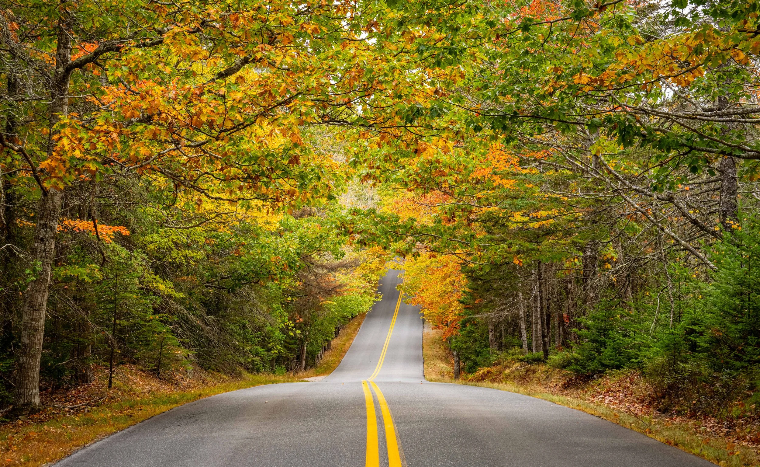 Indian Point Road Mount Desert Island Fall 2025