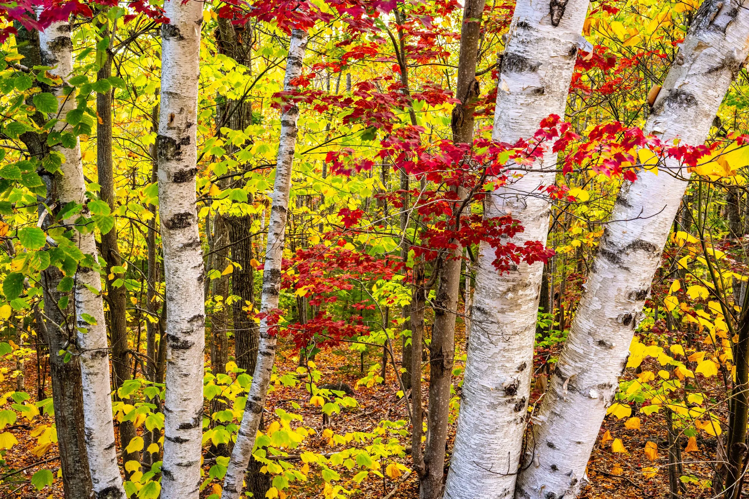 Birches Acadia NP Fall 2025