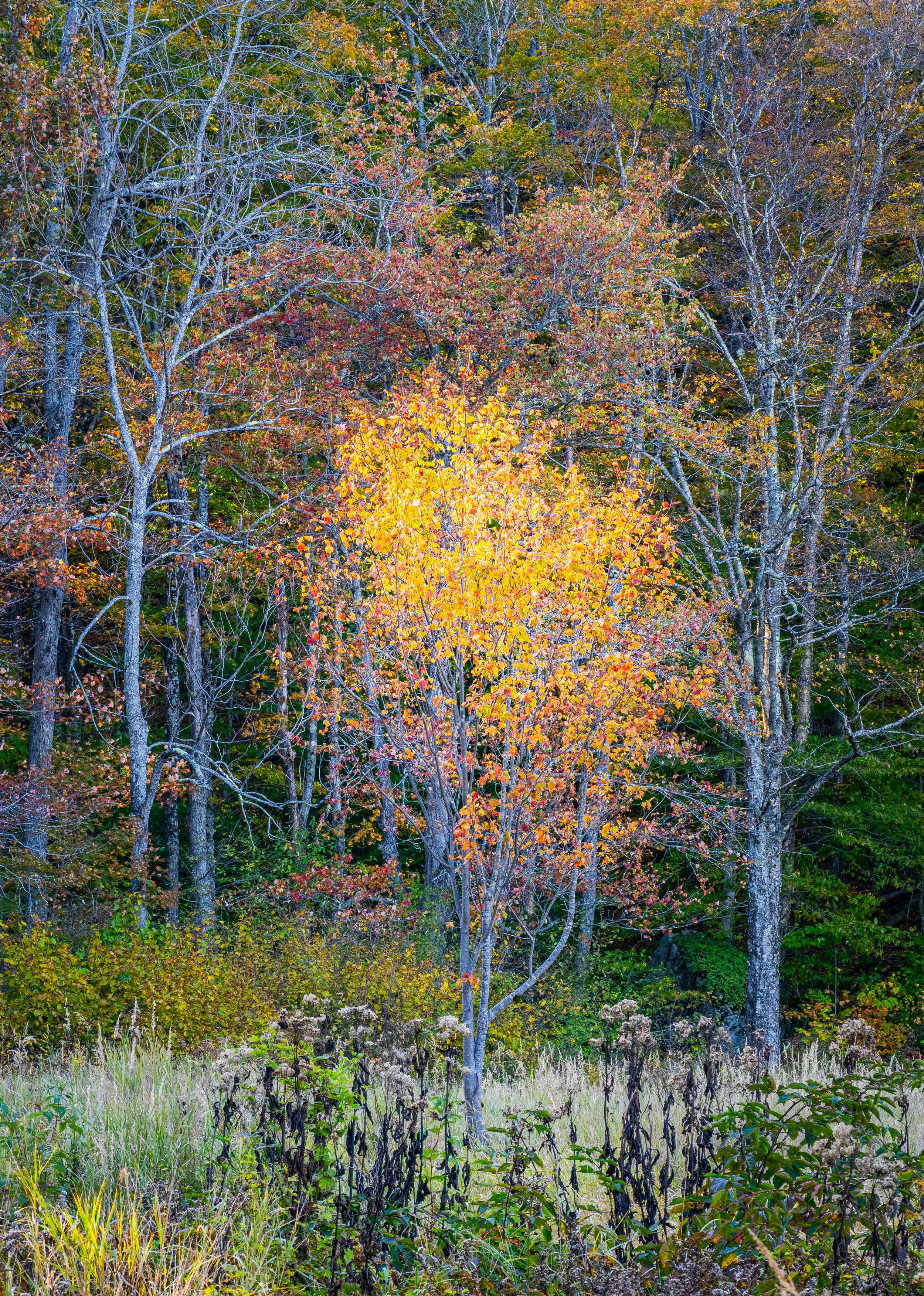 Meadow Evans Notch ME Fall 2025