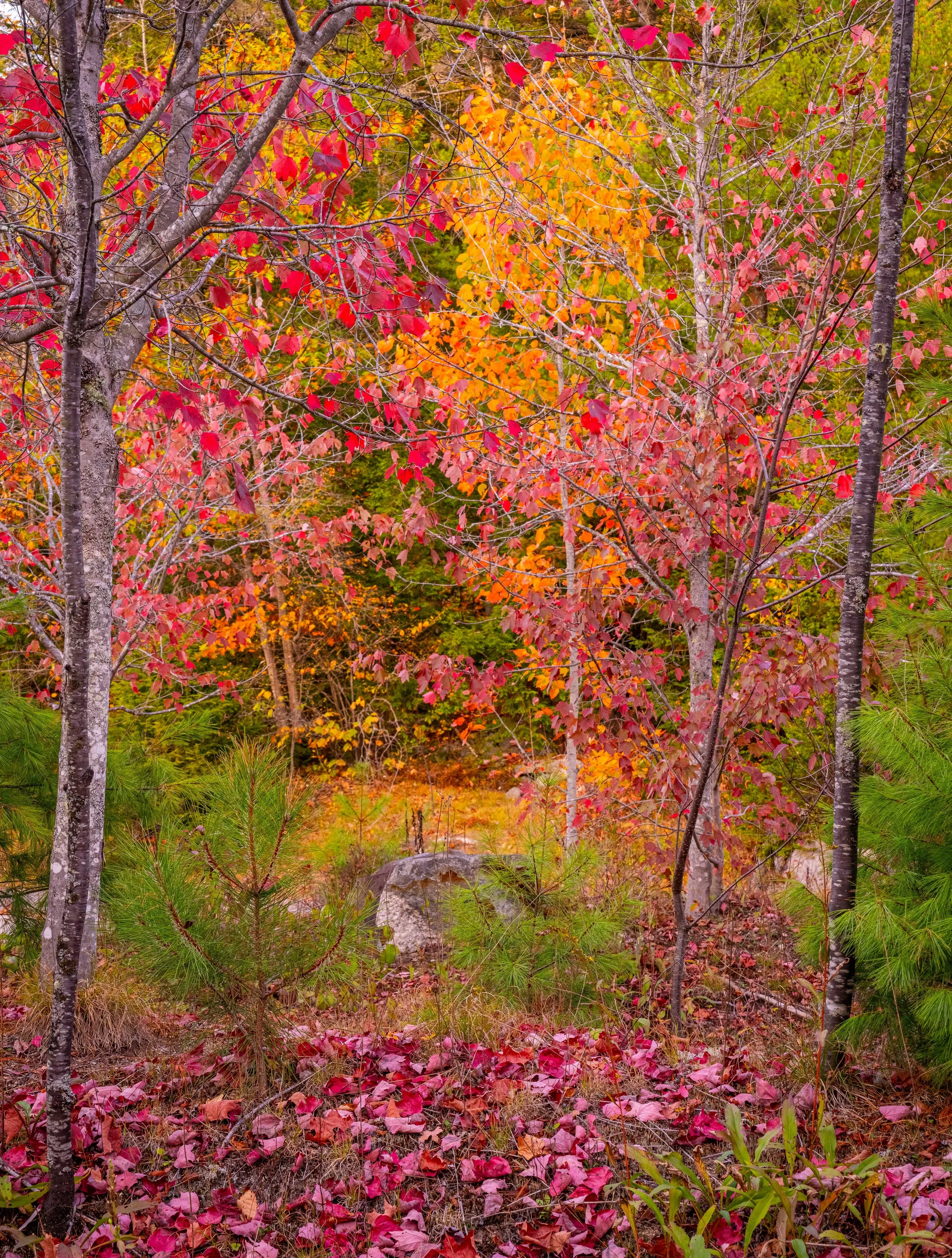 Rocky Gorge Kancamaugus Highway NH Fall 2025