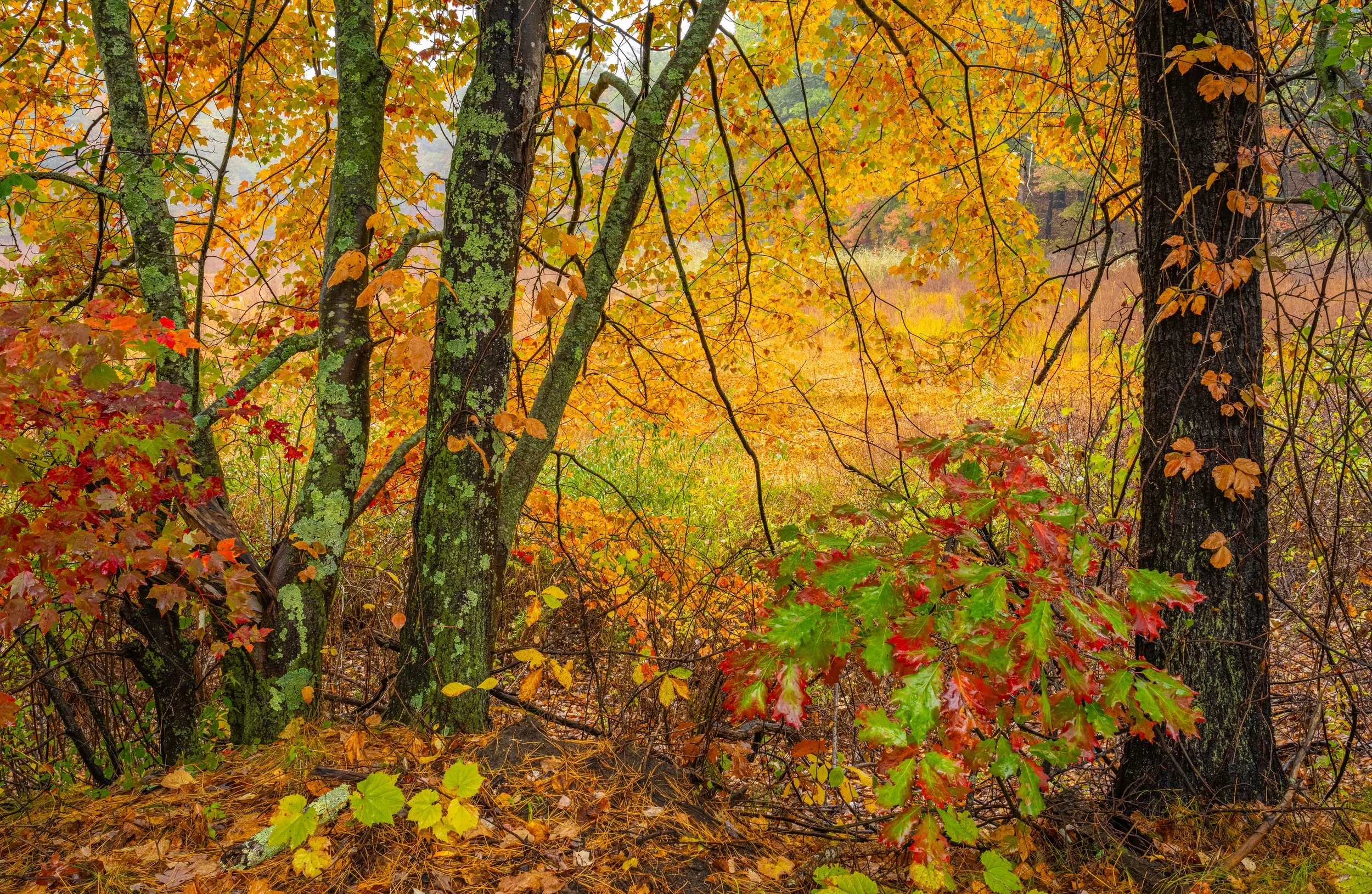 Wetland Assabet River Fall 2025