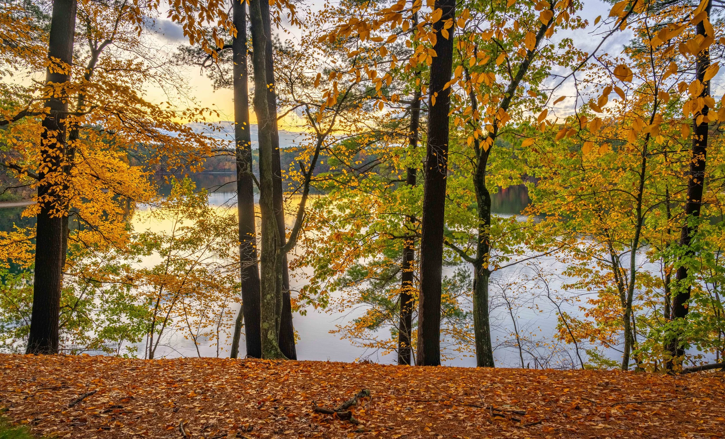 Walden Pond Fall 2025