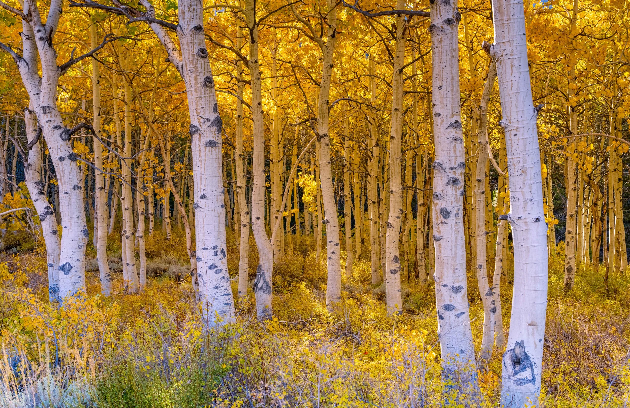 Aspendell #3 Fall 2023