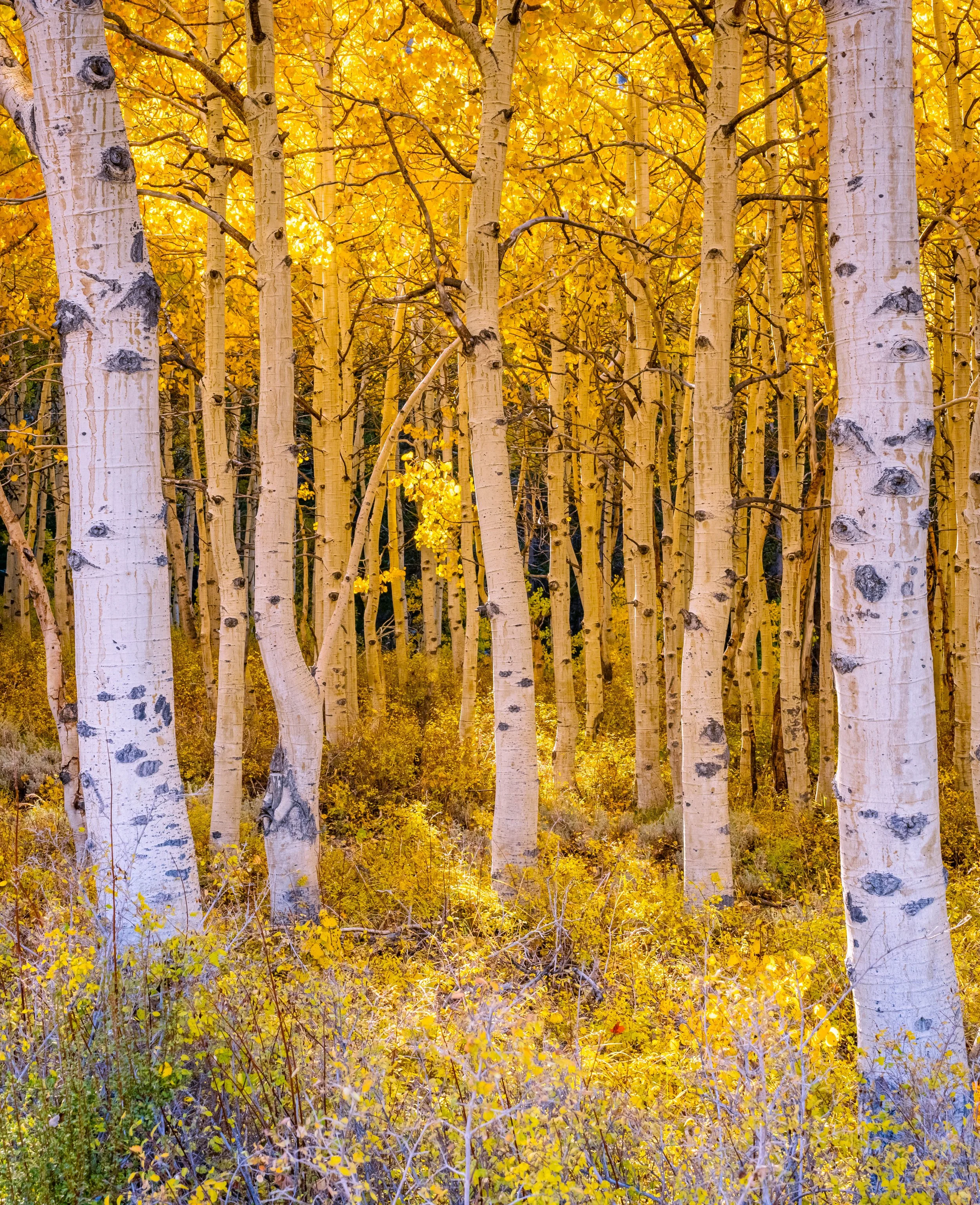 Cardinal Village Aspens