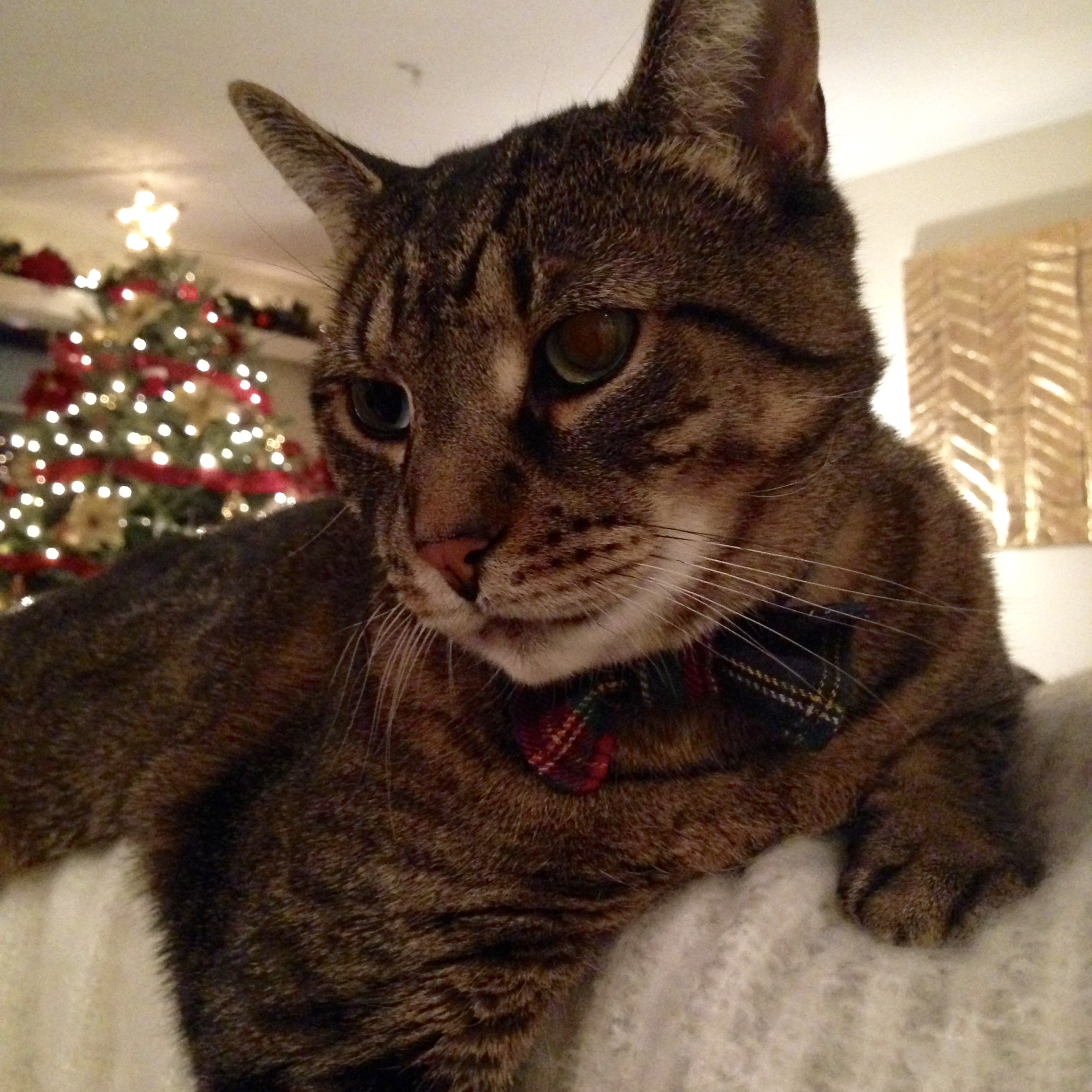 Self drafted animal bow tie 