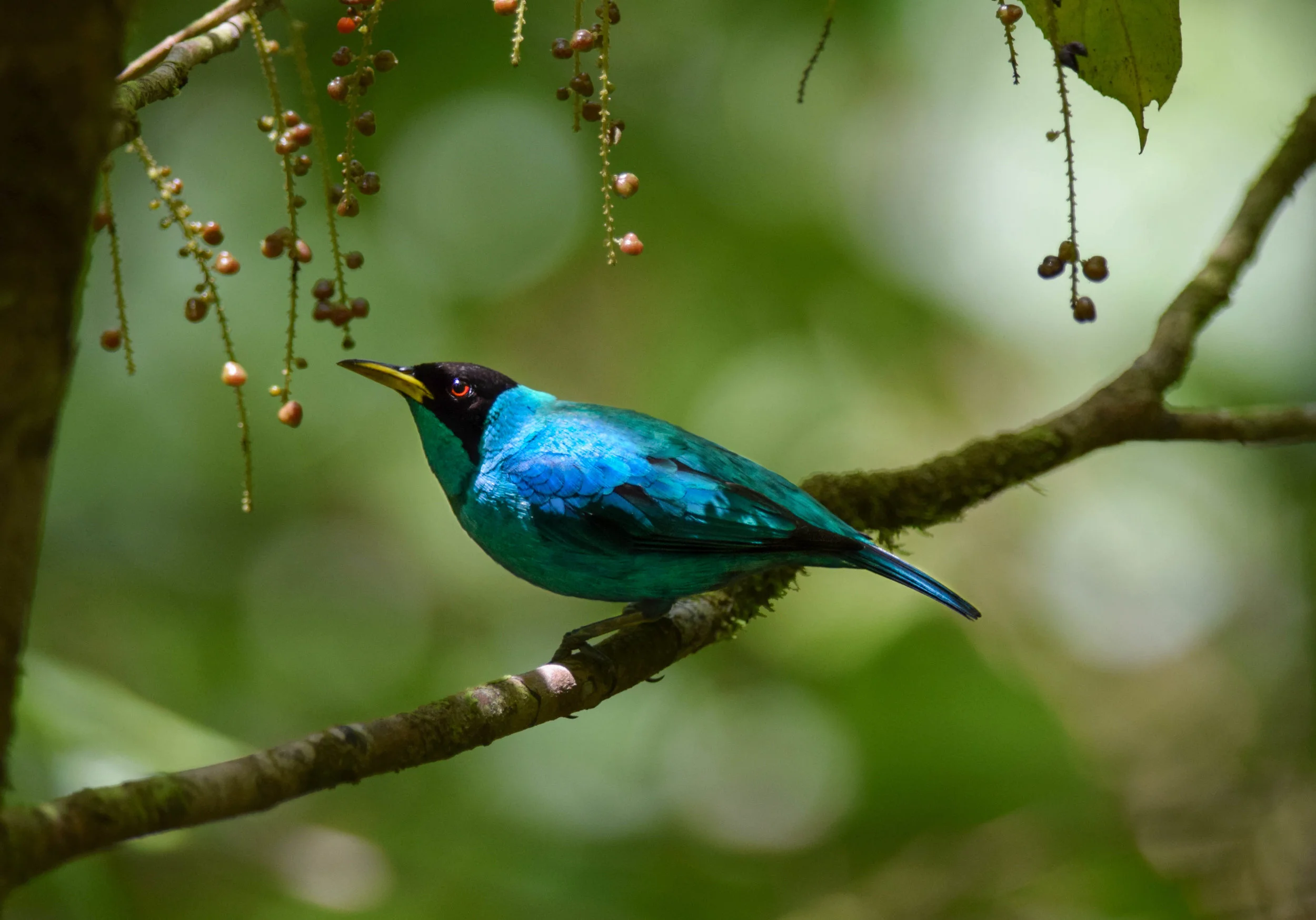 Green Honeycreeper