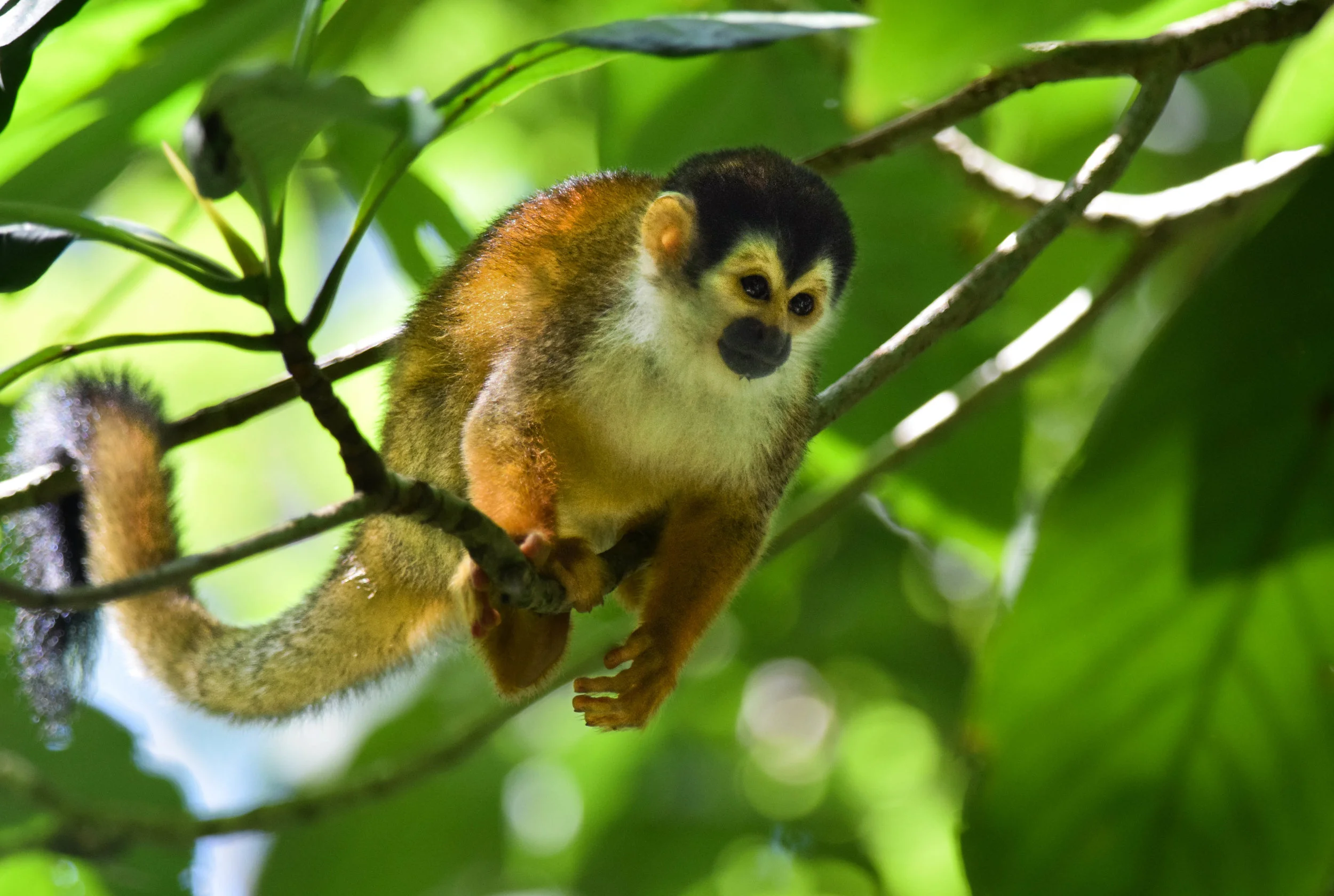 Red-backed Squirrel Monkey
