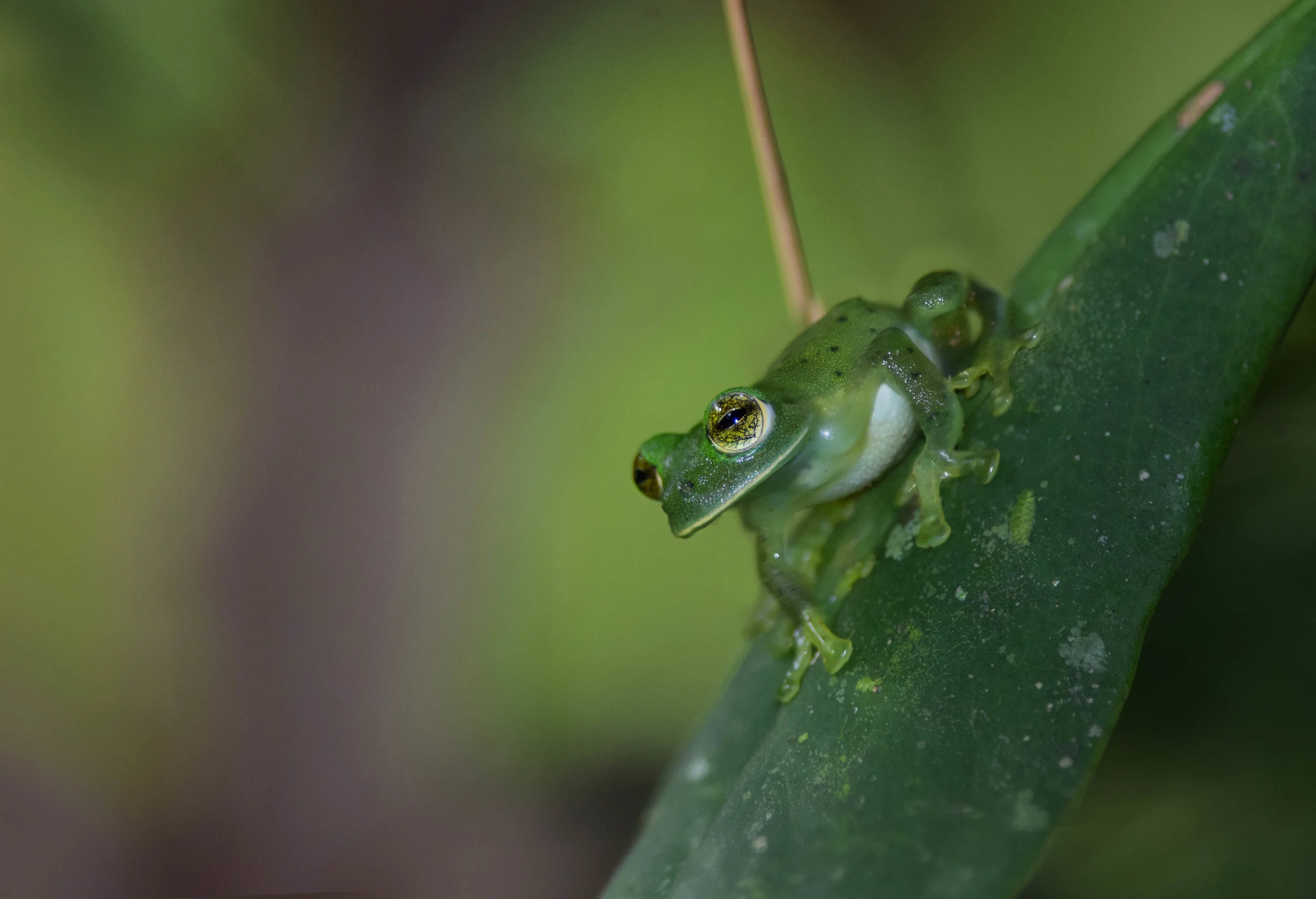 Emerald Glass Frog