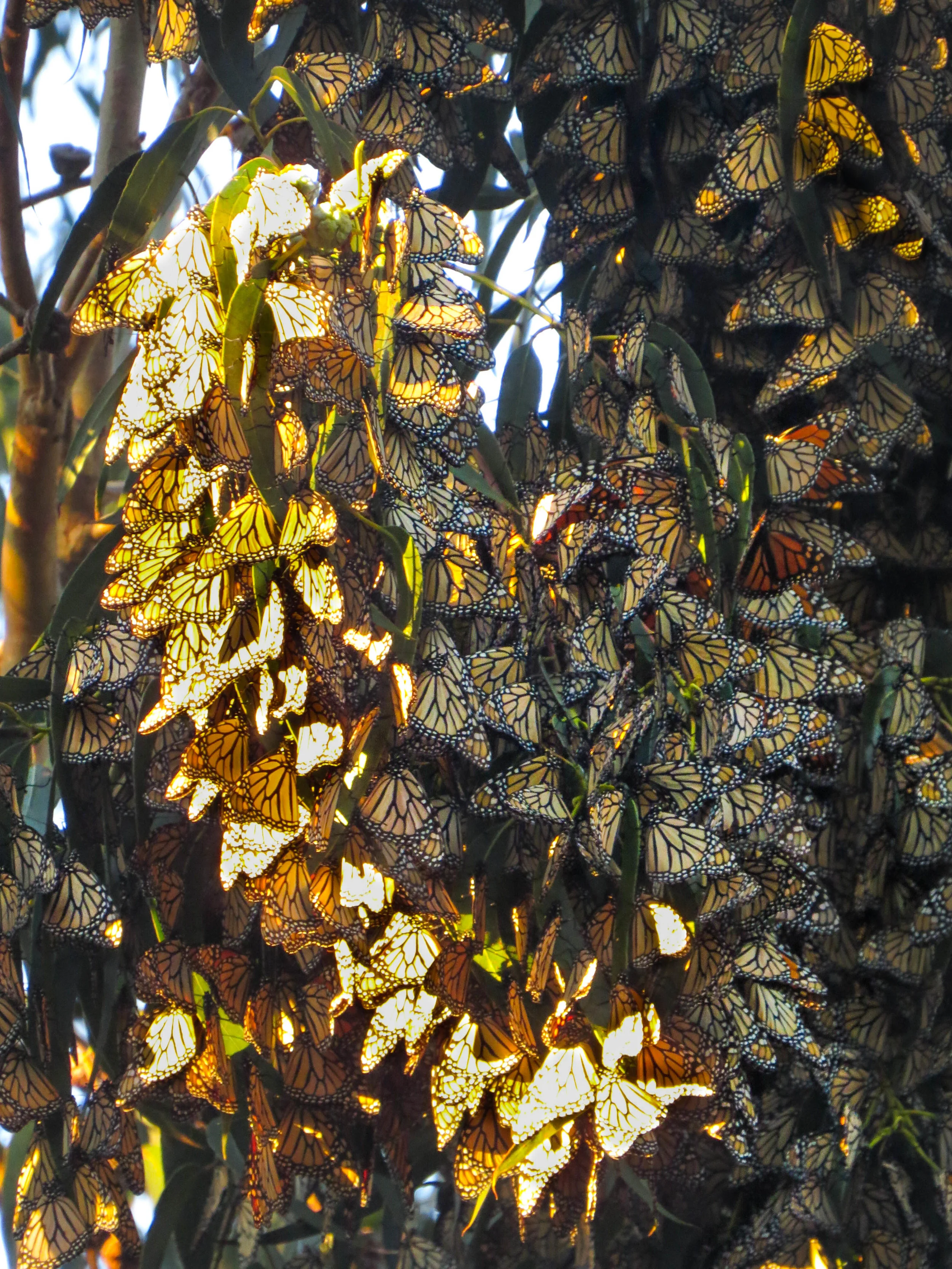 Monarch Butterflies