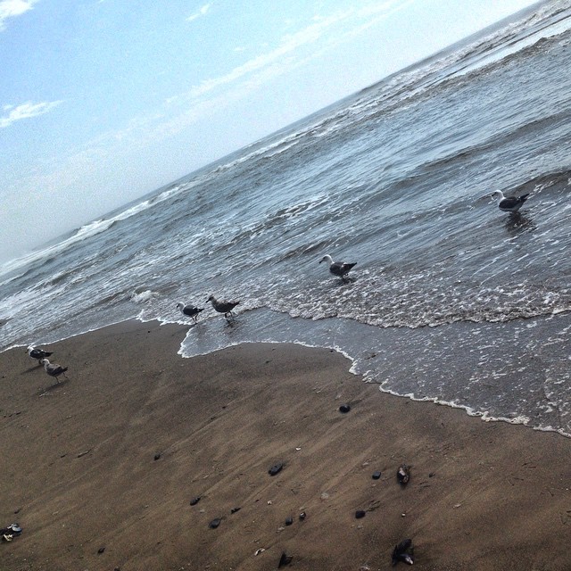 6 sea gulls.jpg