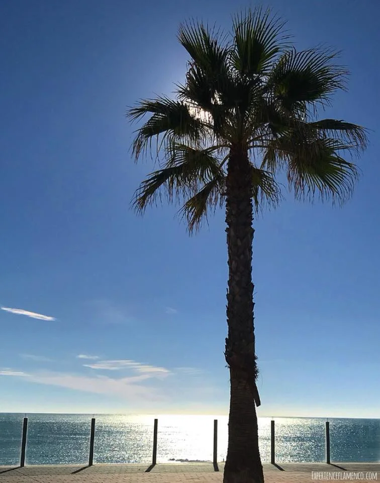 Palm tree in Cadiz.jpg
