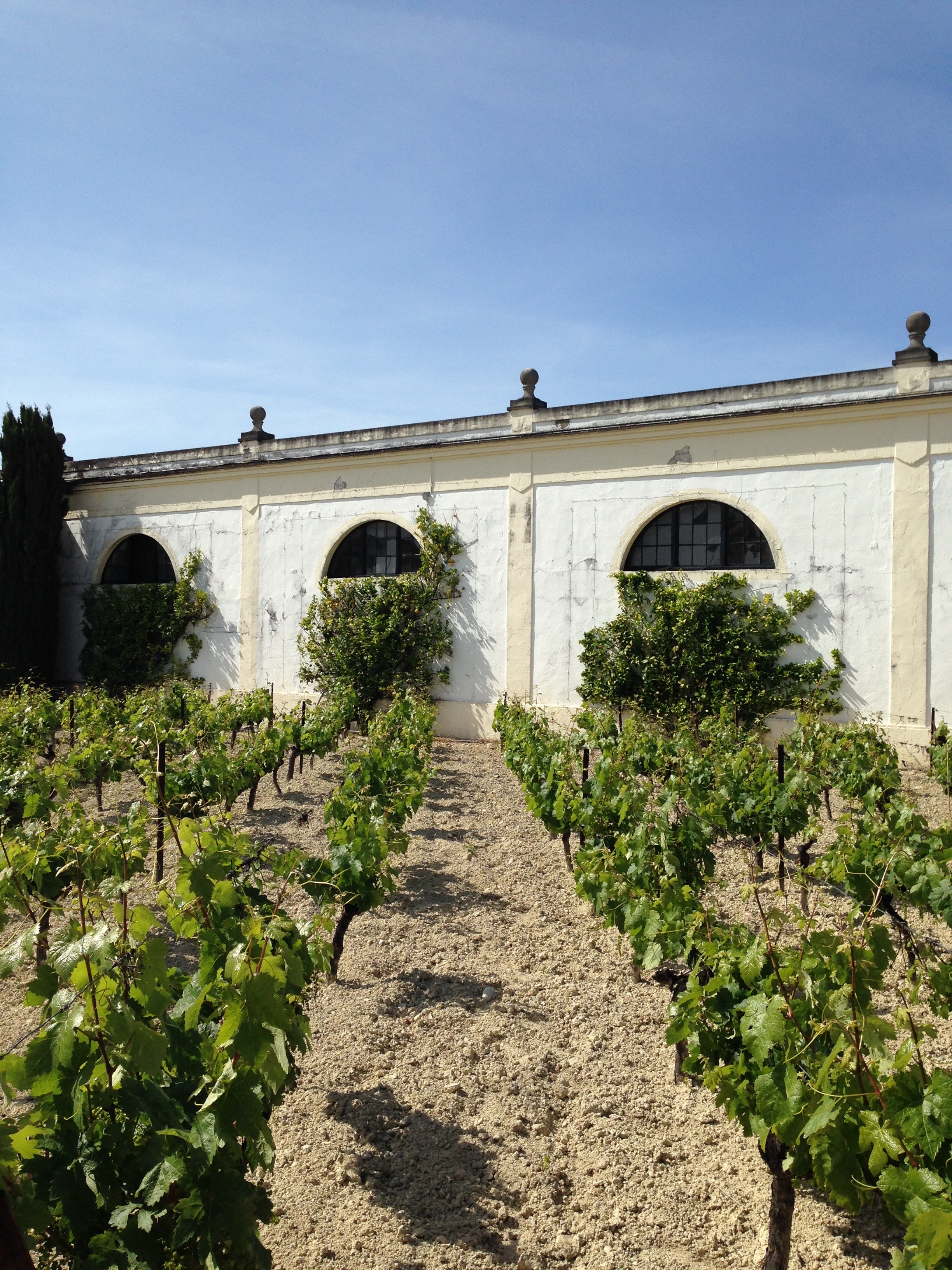 vineyards at gonzales byass.jpg