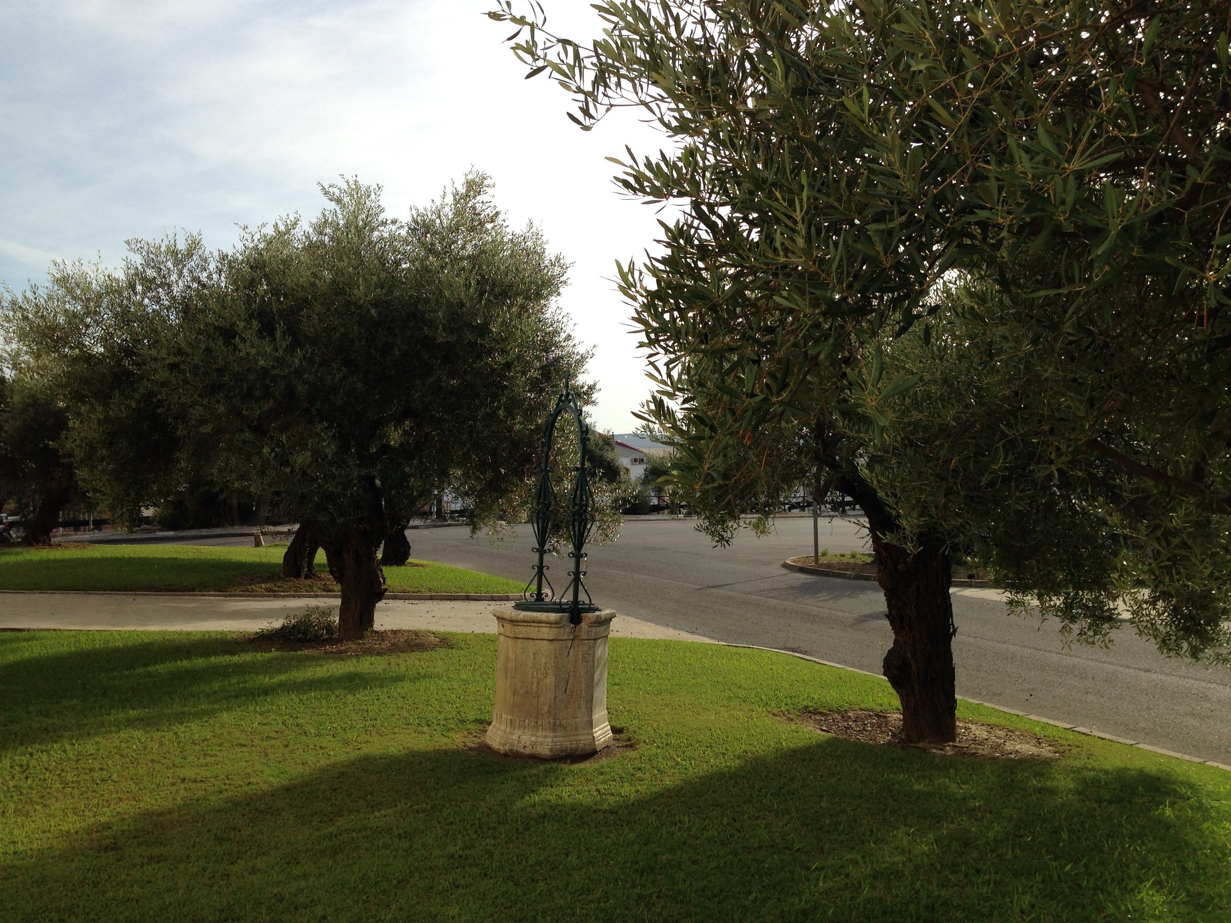 olive trees at valdespino fall 2013.jpg