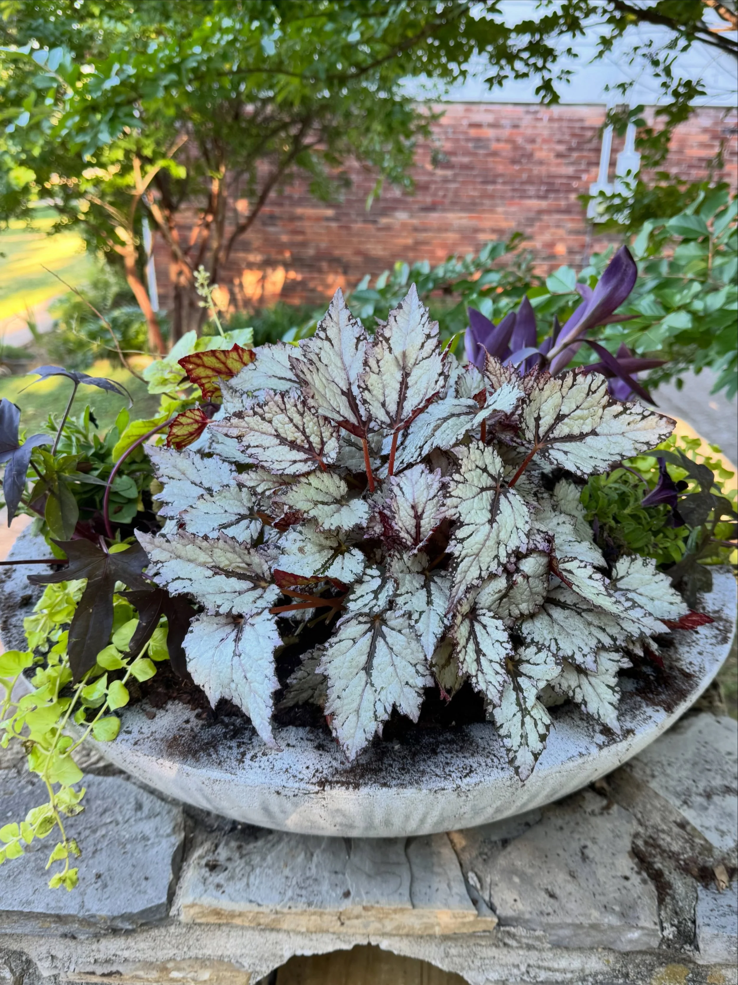 y&rsquo;all! i cannot even. 
this rex begonia with black petunias, dark purple potato vine &amp; golden creeping jenny.
you know i purchased it all at @creeksidenashville.
love! 
🌱🖤xo