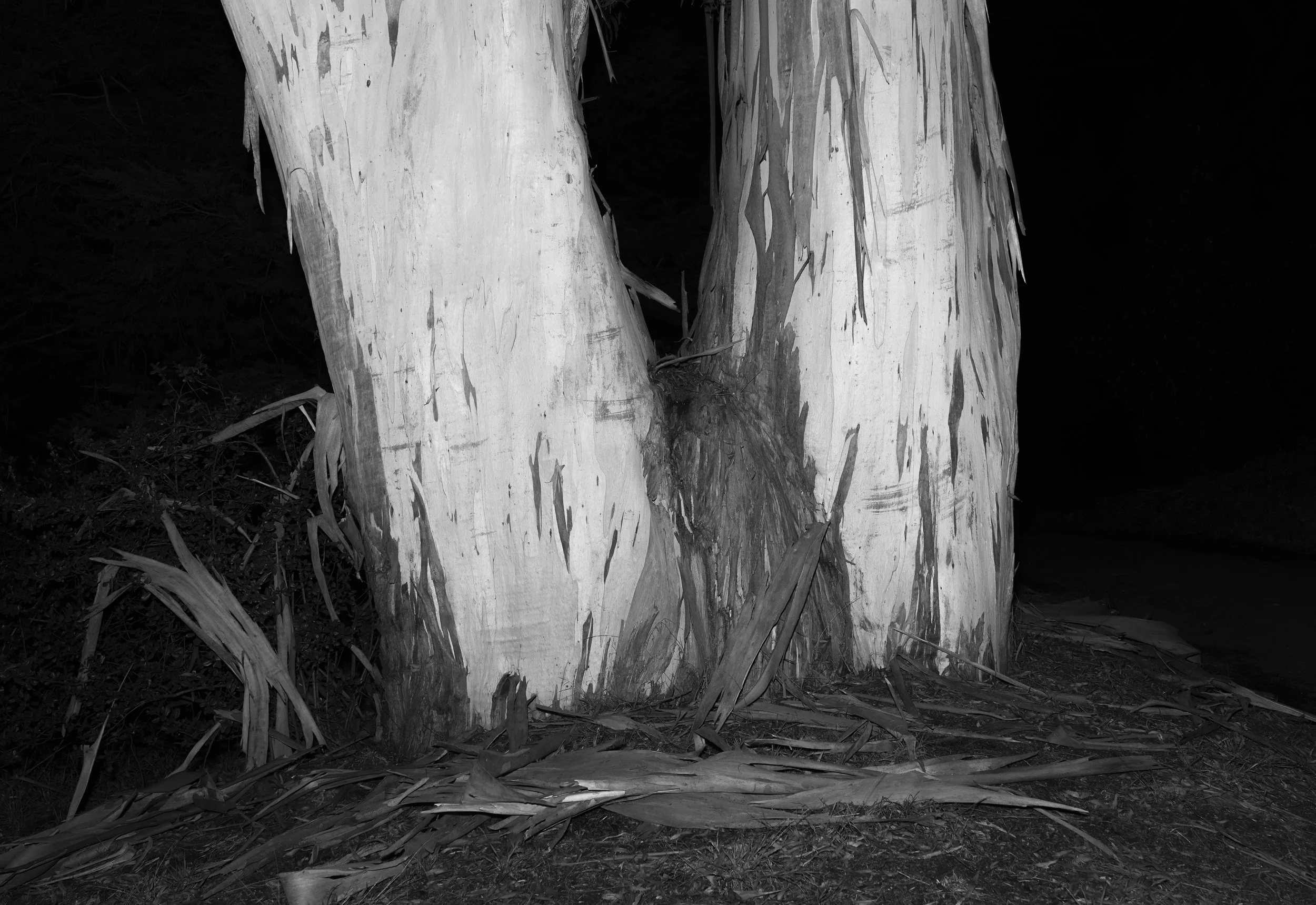 Eucalytus I v3 WEB .jpeg
