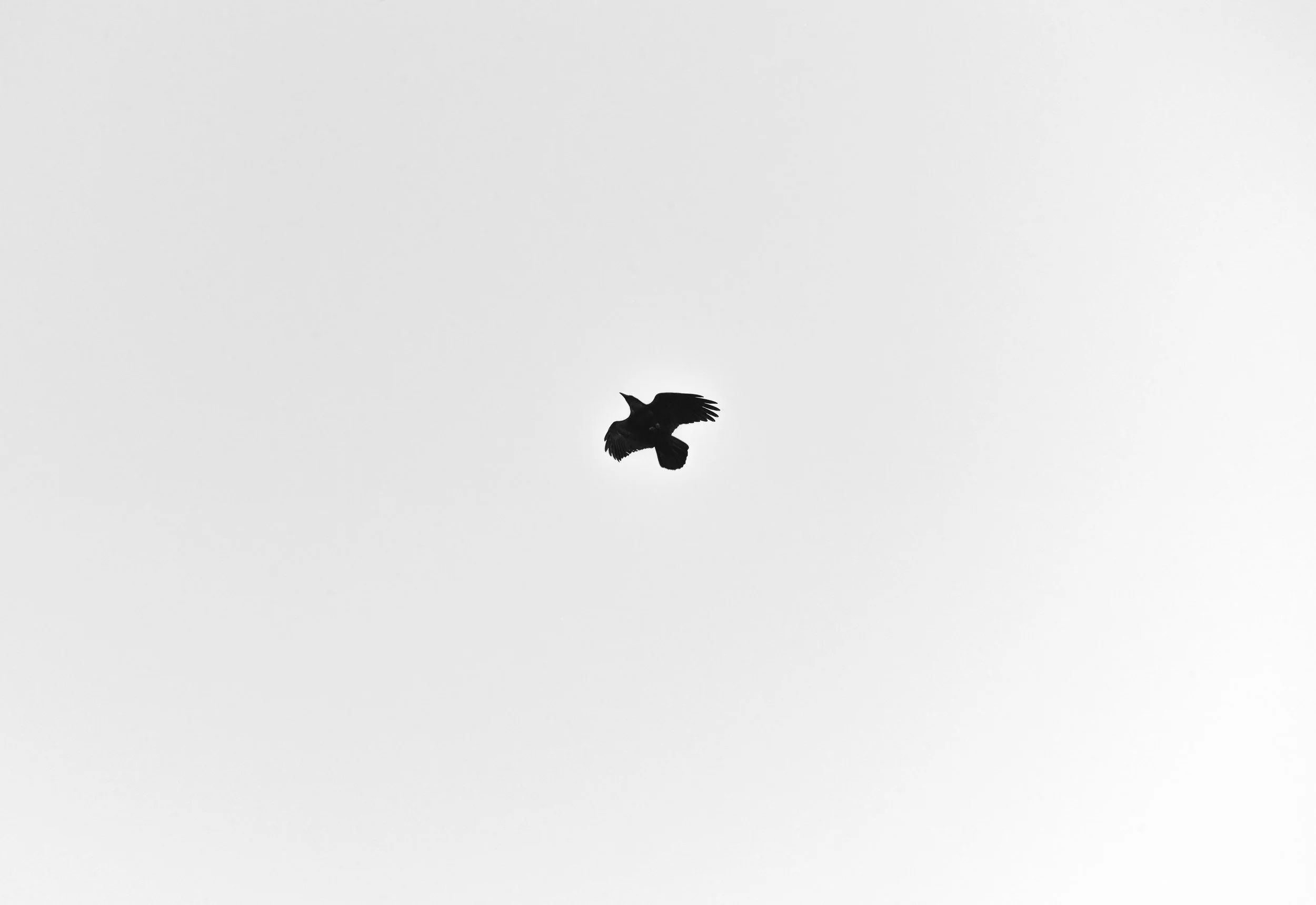 1 Crow 1 v1_.jpg