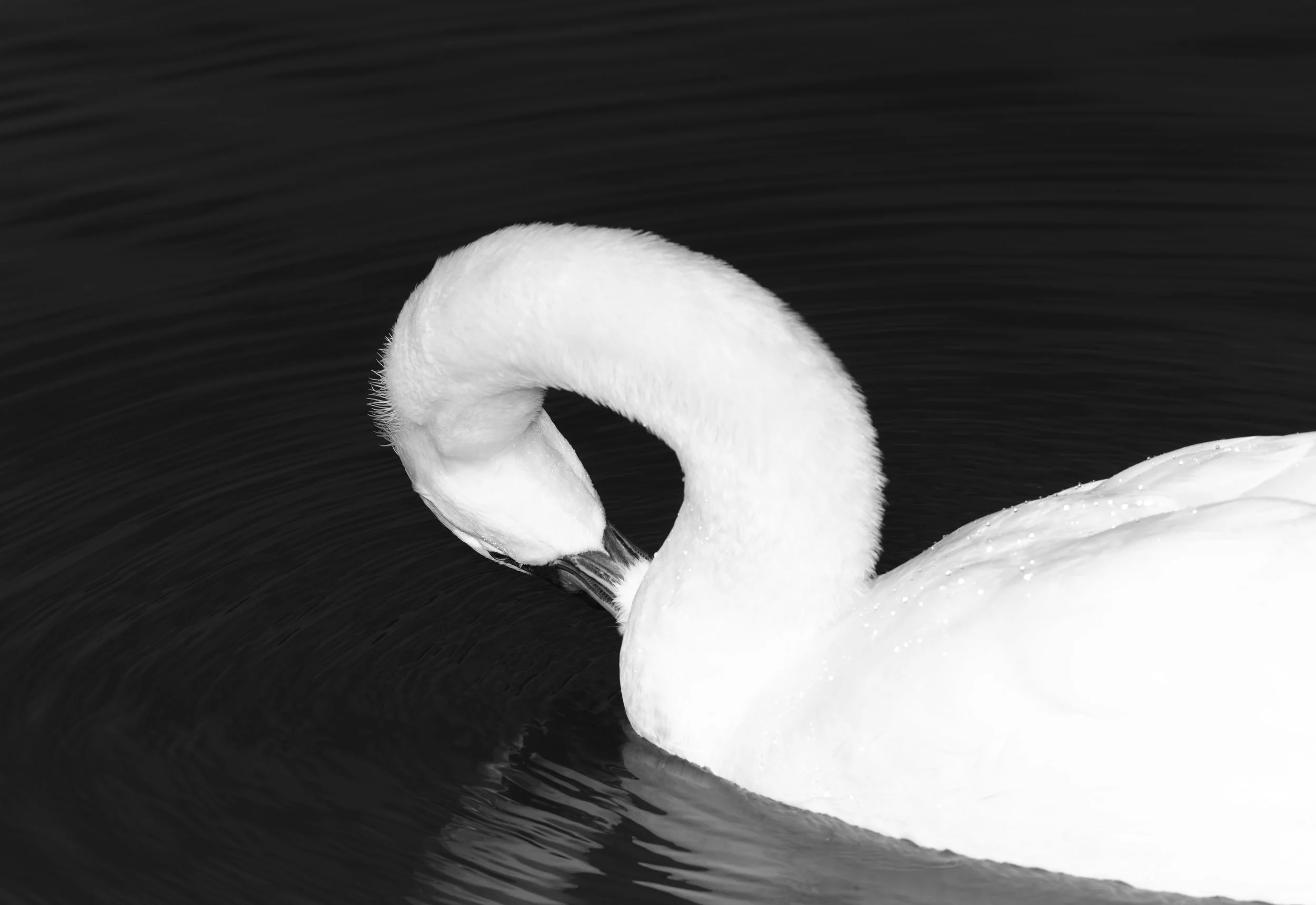 Swan II NEW v? WEB .jpg
