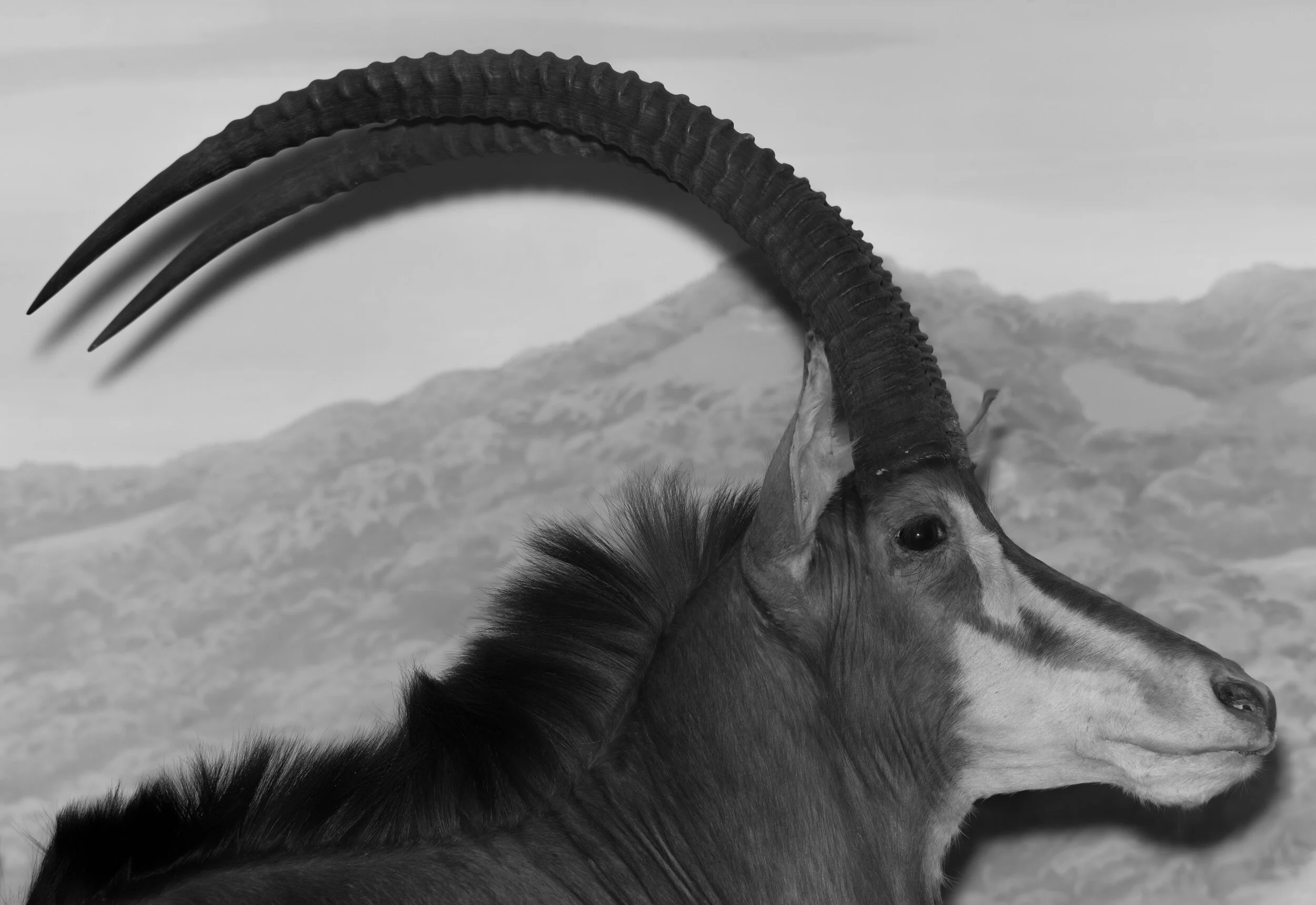 Oryx Profile Small File .jpg