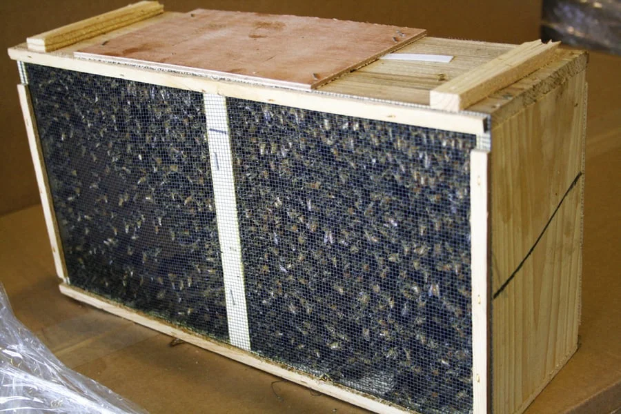 A package of bees from bees-bees-bees.com .
