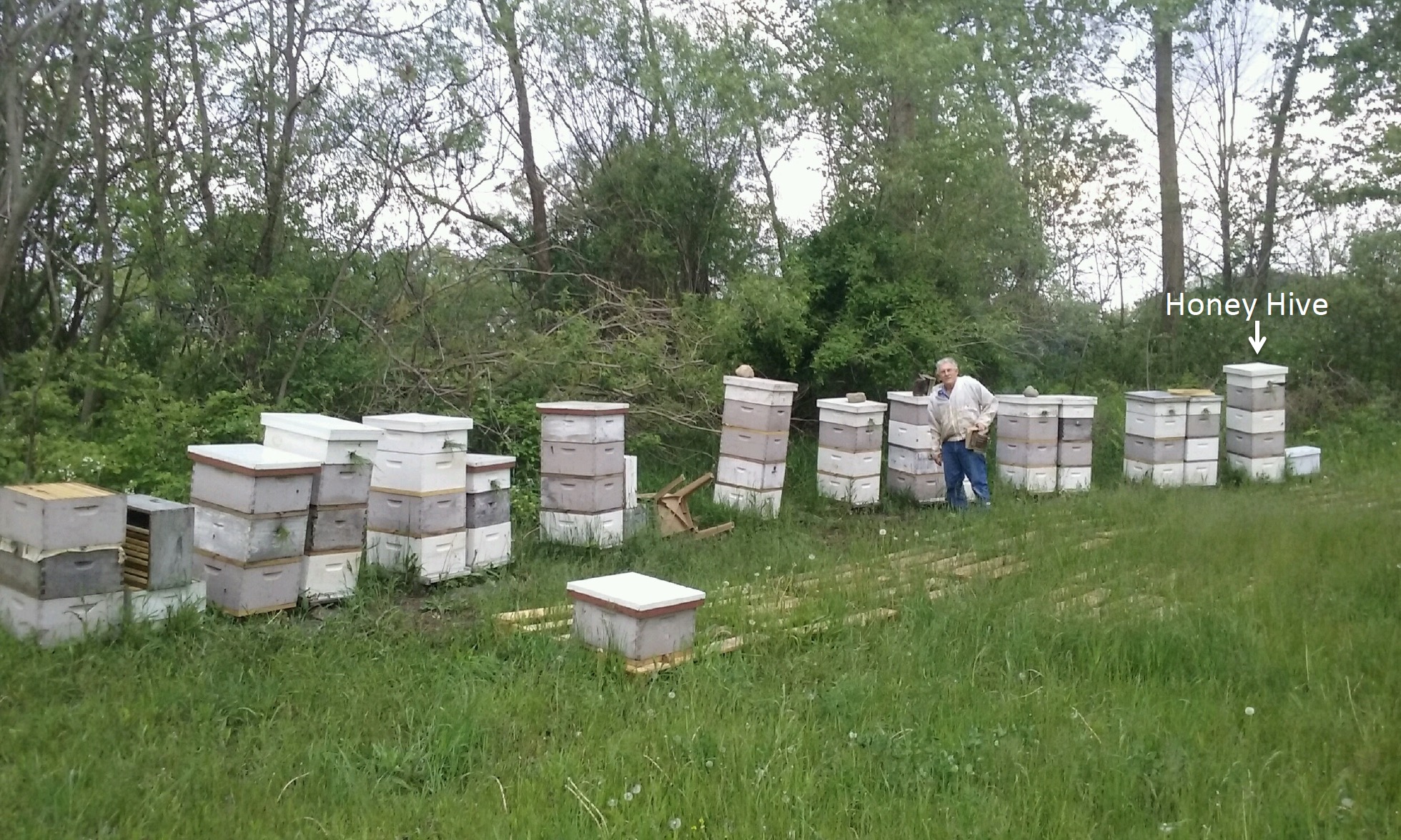 Mel with his spring starts stacked and separated by Snelgrove boards with each colony entrance facing a different direction