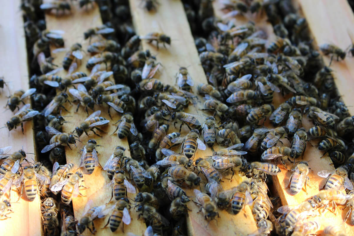 bees-02.jpg