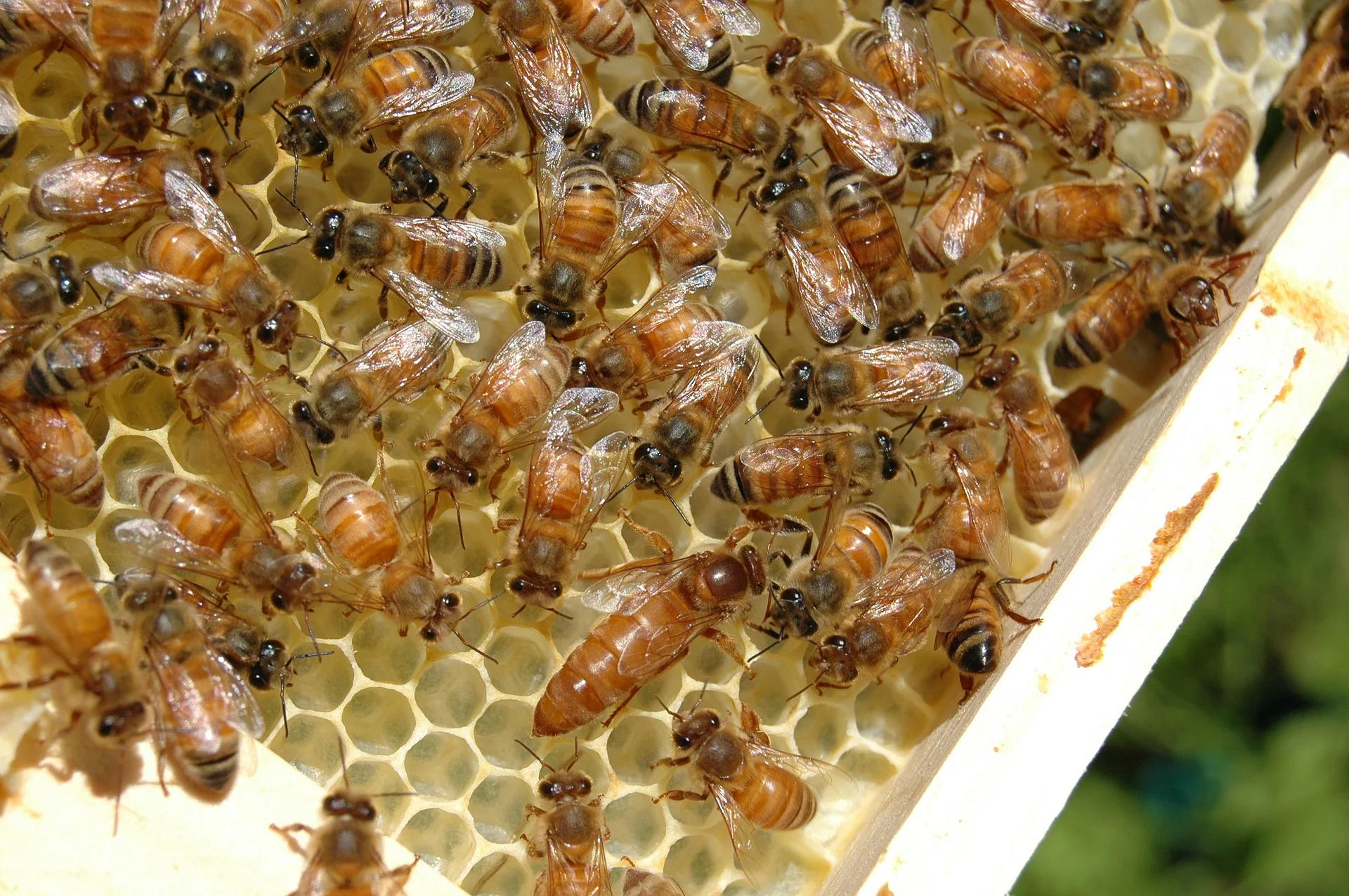 bees-676012_1920.jpg