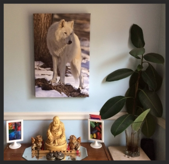 Image of Wolf Photograph Gifted To Me By David...Thank you!