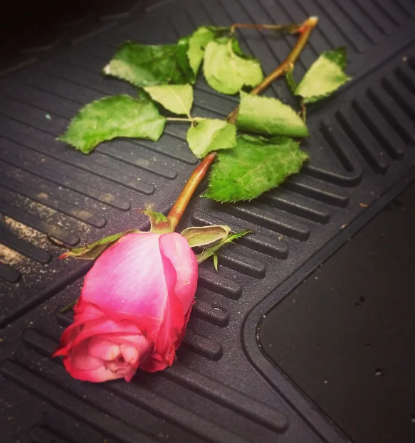 rose sent from loved ones photo by new york feng shui consultant laura cerrano .jpg