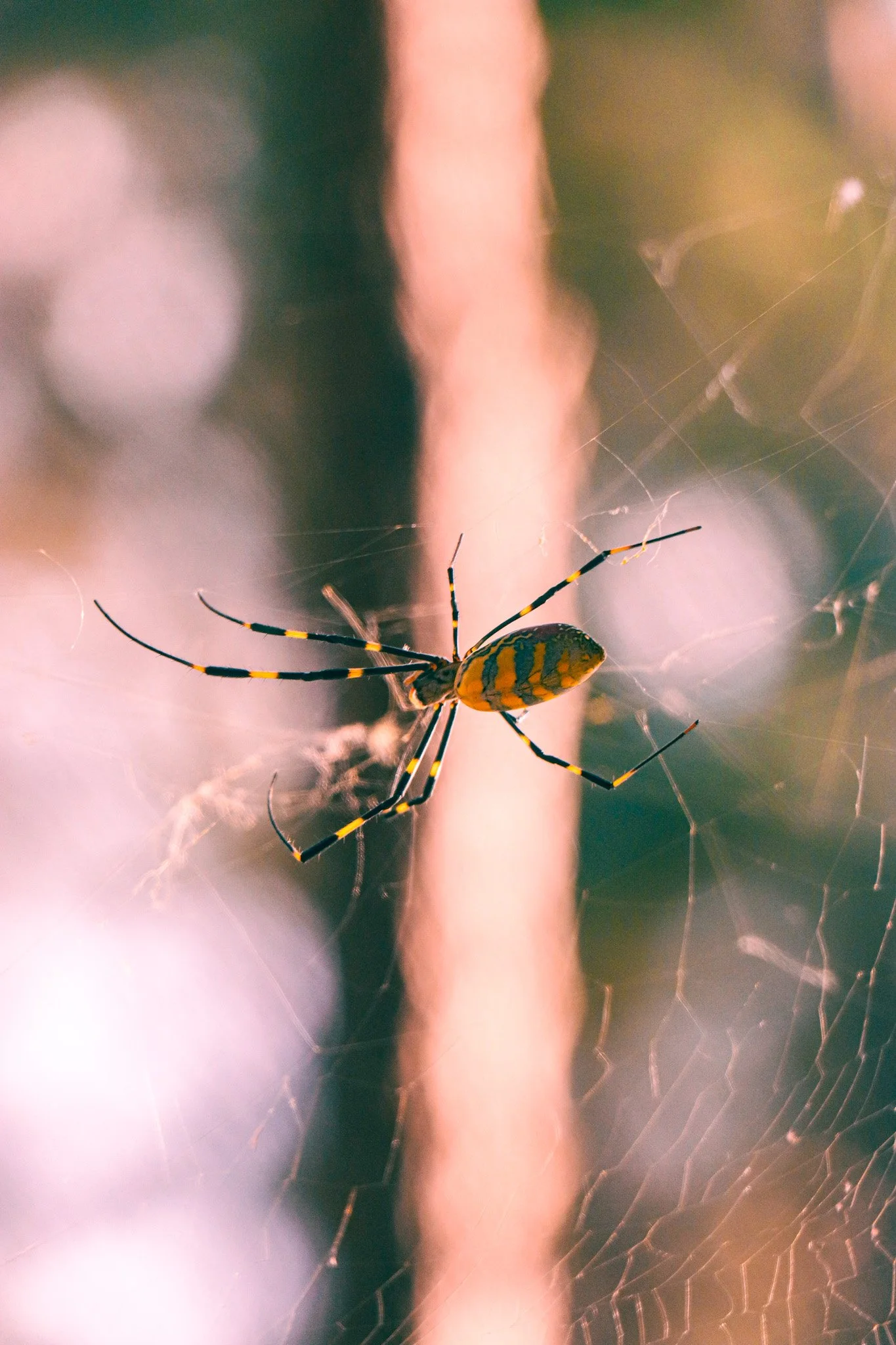Recent CAPTURE: Female Joro Spider