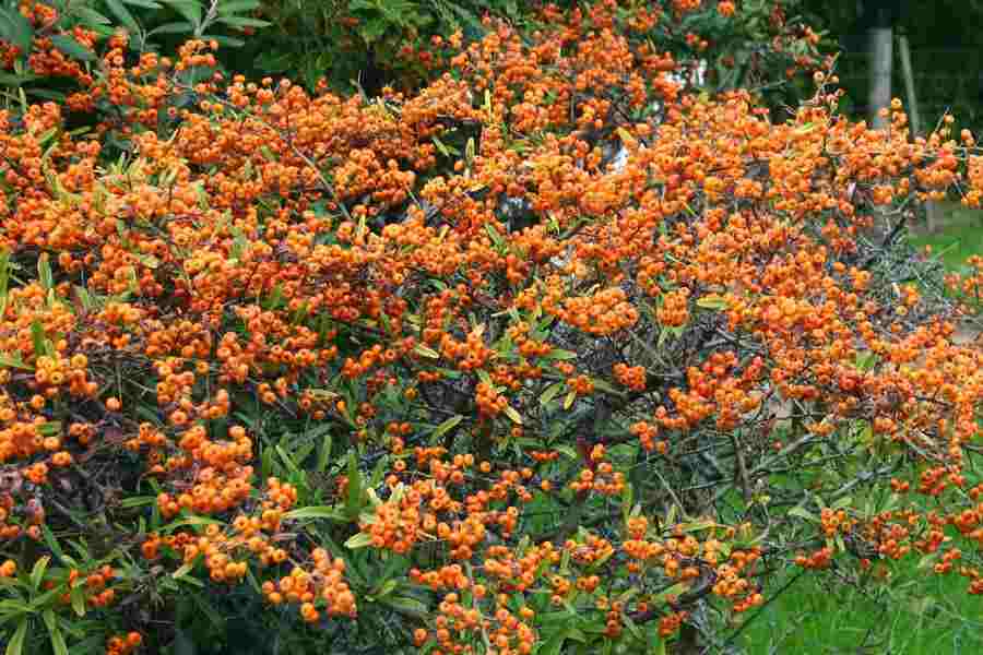 Pyracantha angustifolia.jpg