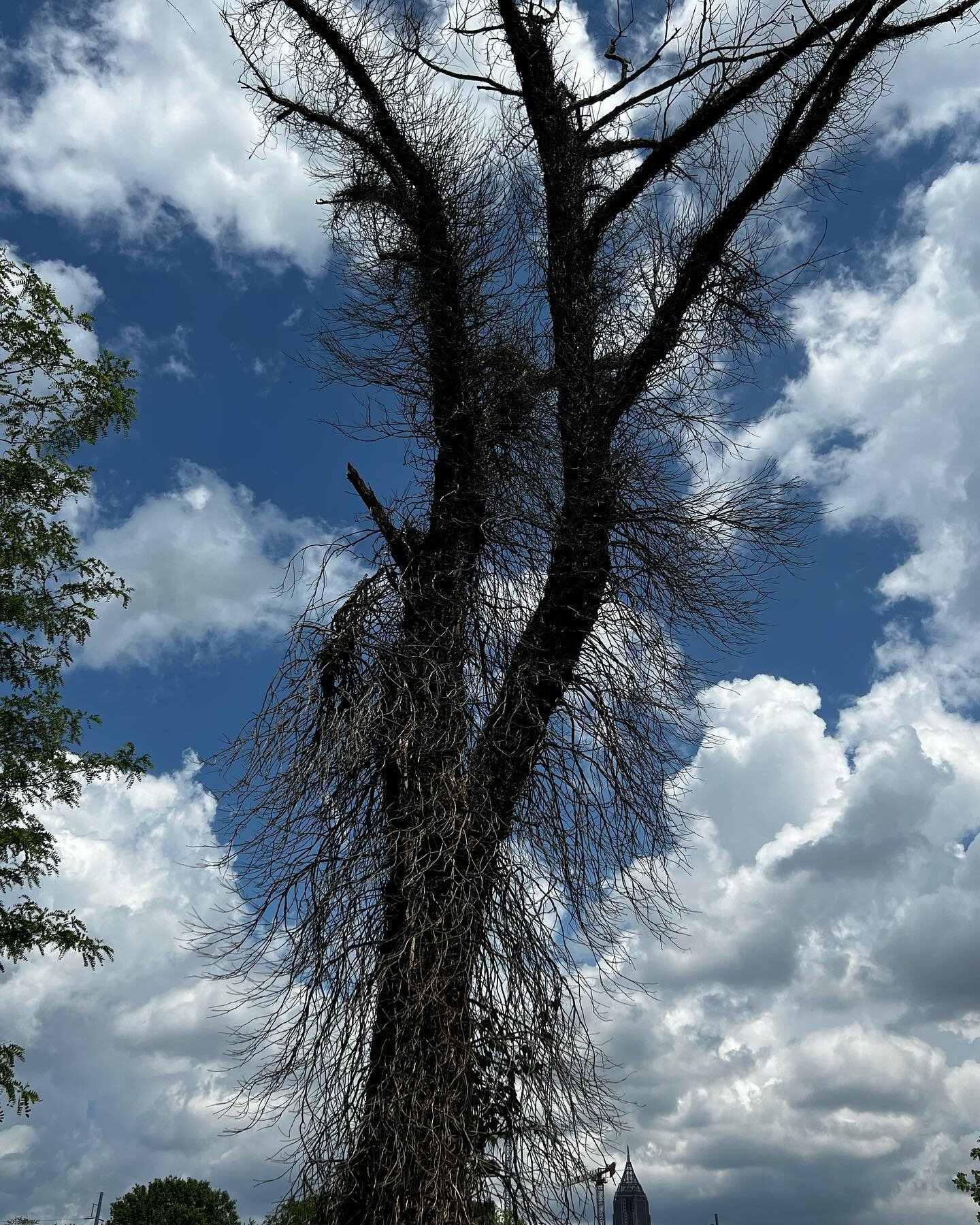 #dead #tree #atlantabeltline