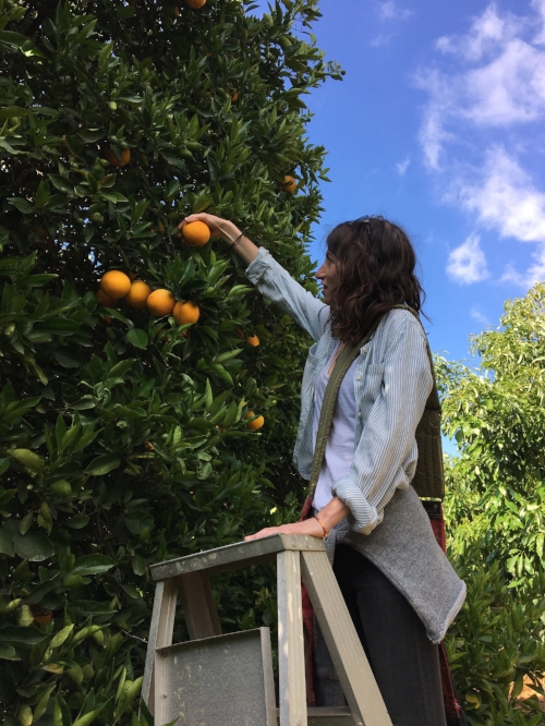 Perfecting my orange picking technique at King & King Ranch - Fillmore, CA