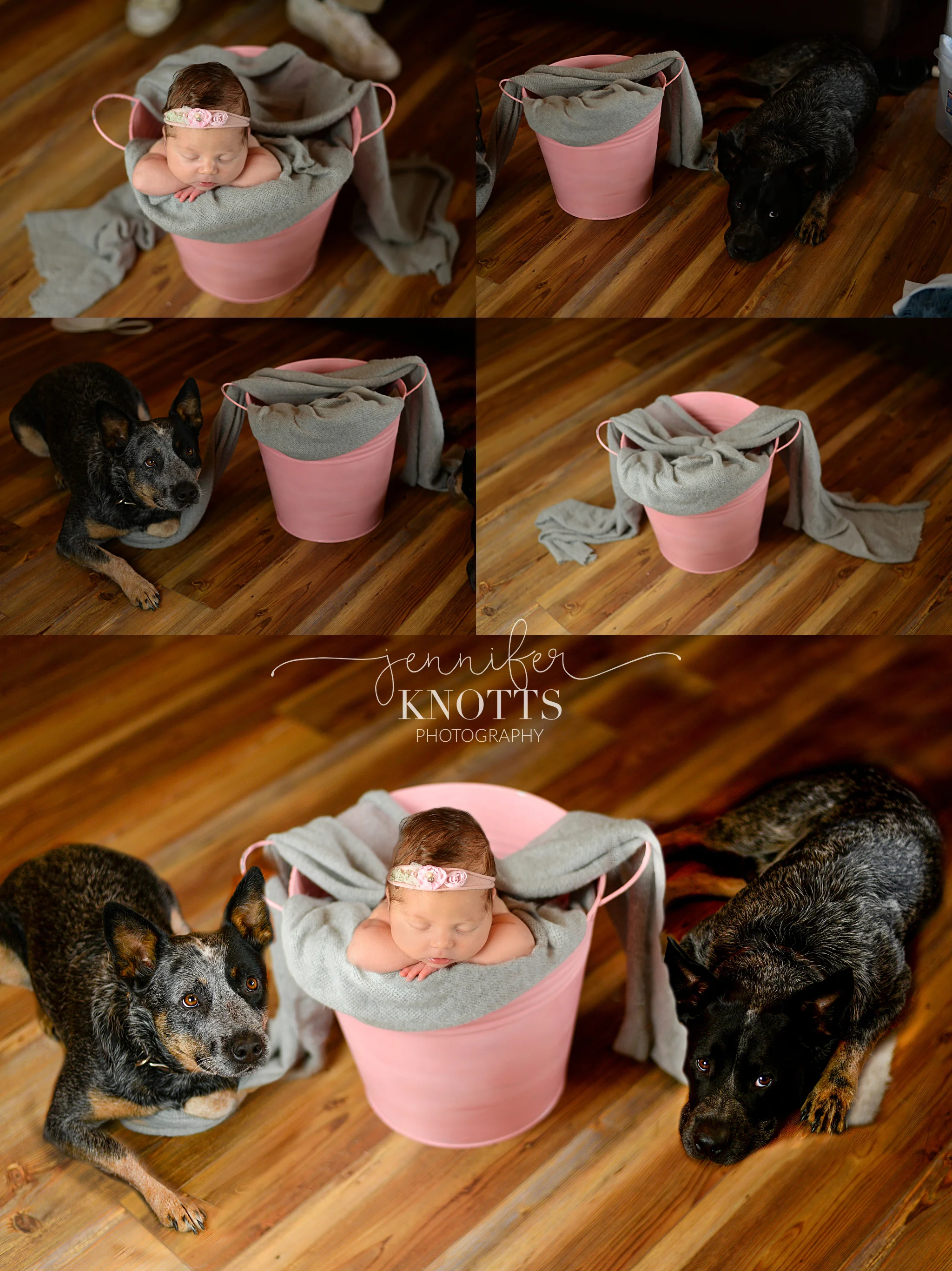 Wilmington nc newborn photographer creates an image with baby and dogs by compositing four images together