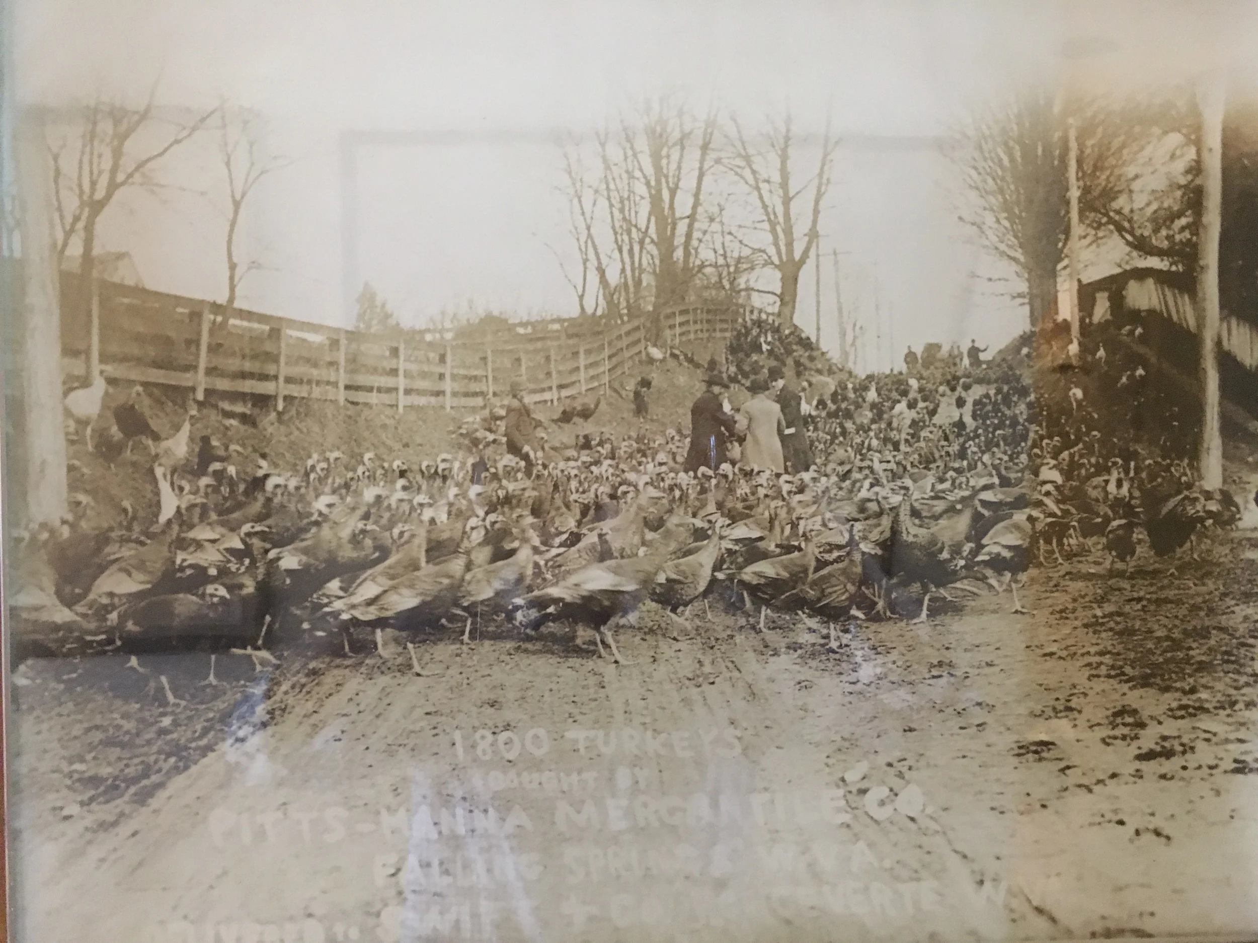 1800 Turkeys Bought by Pitts-Hanna Merchantile Co., Falling Springs, WV Delivered to Swift & Co, Ronceverte, WV