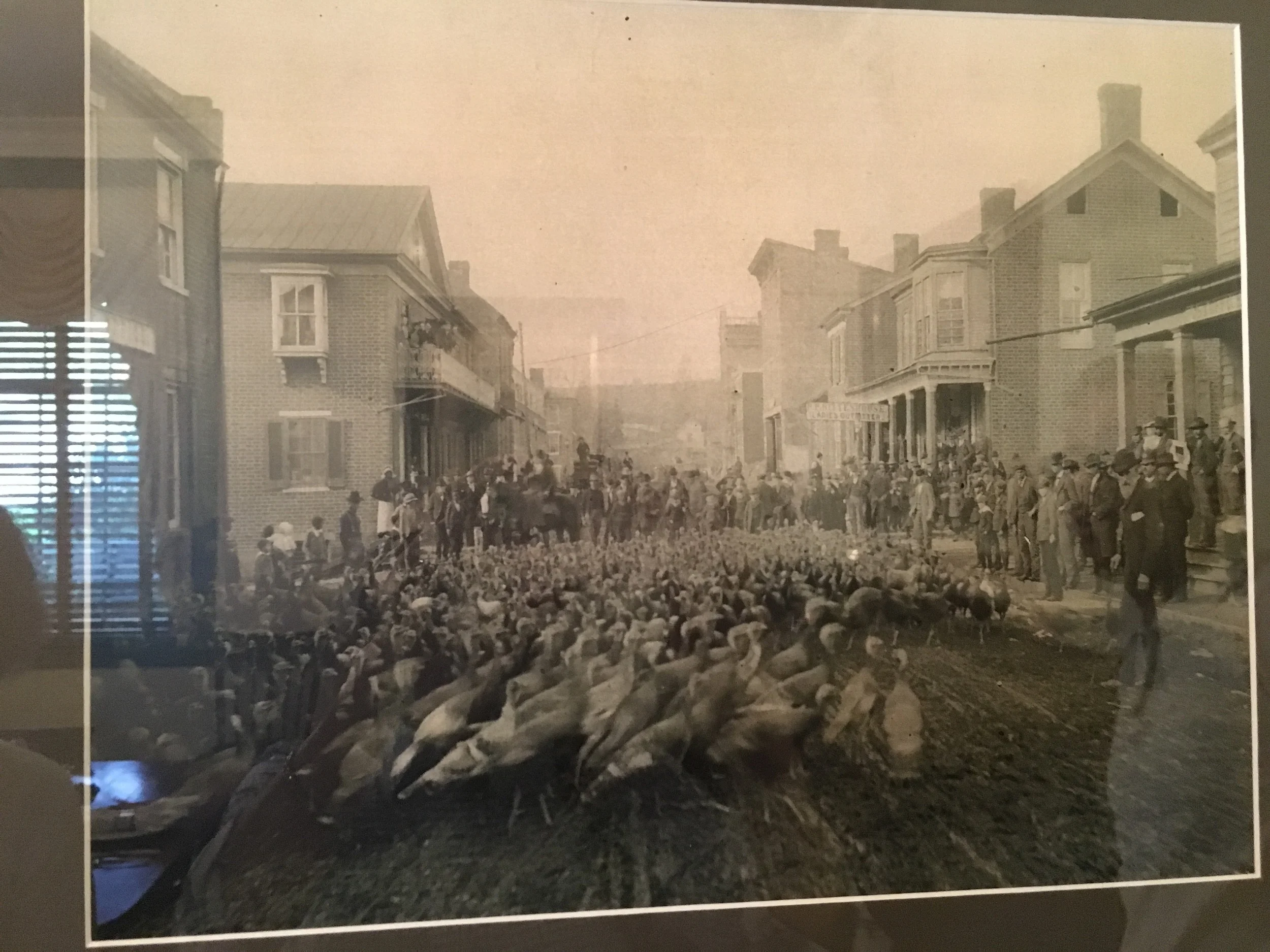 Turkeys in Lewisburg, WV Circa 1910