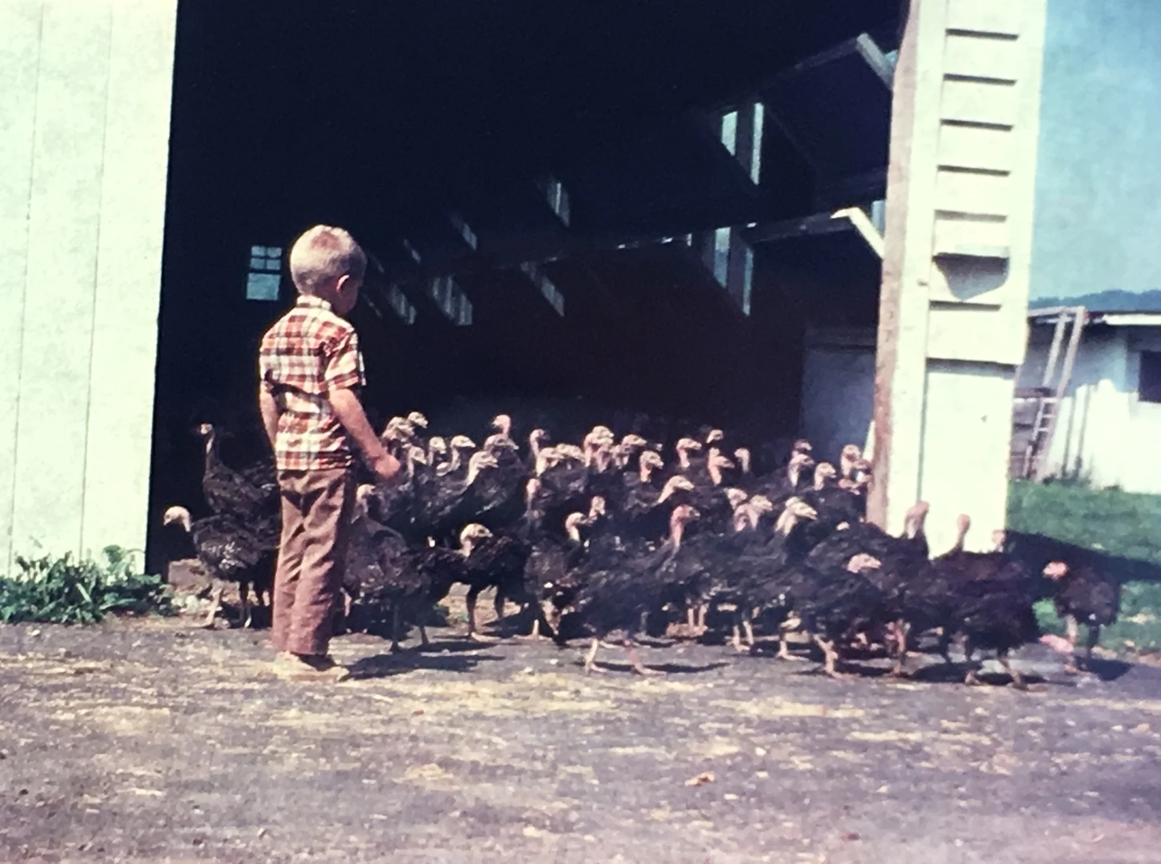 Foster Friedman in 1968 driving turkeys back into the house