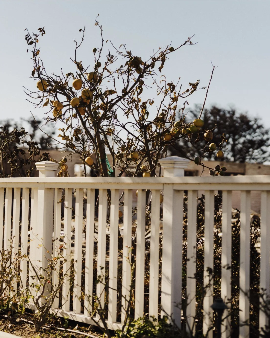 Screenshot 2025-08-09 at 1.06.06 PM.JPG