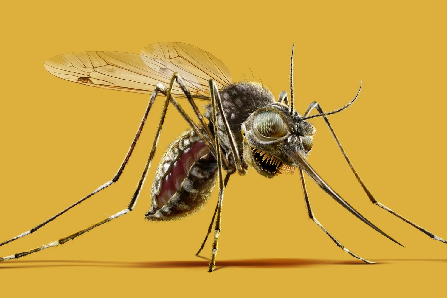 tumbnail mosquito.jpg