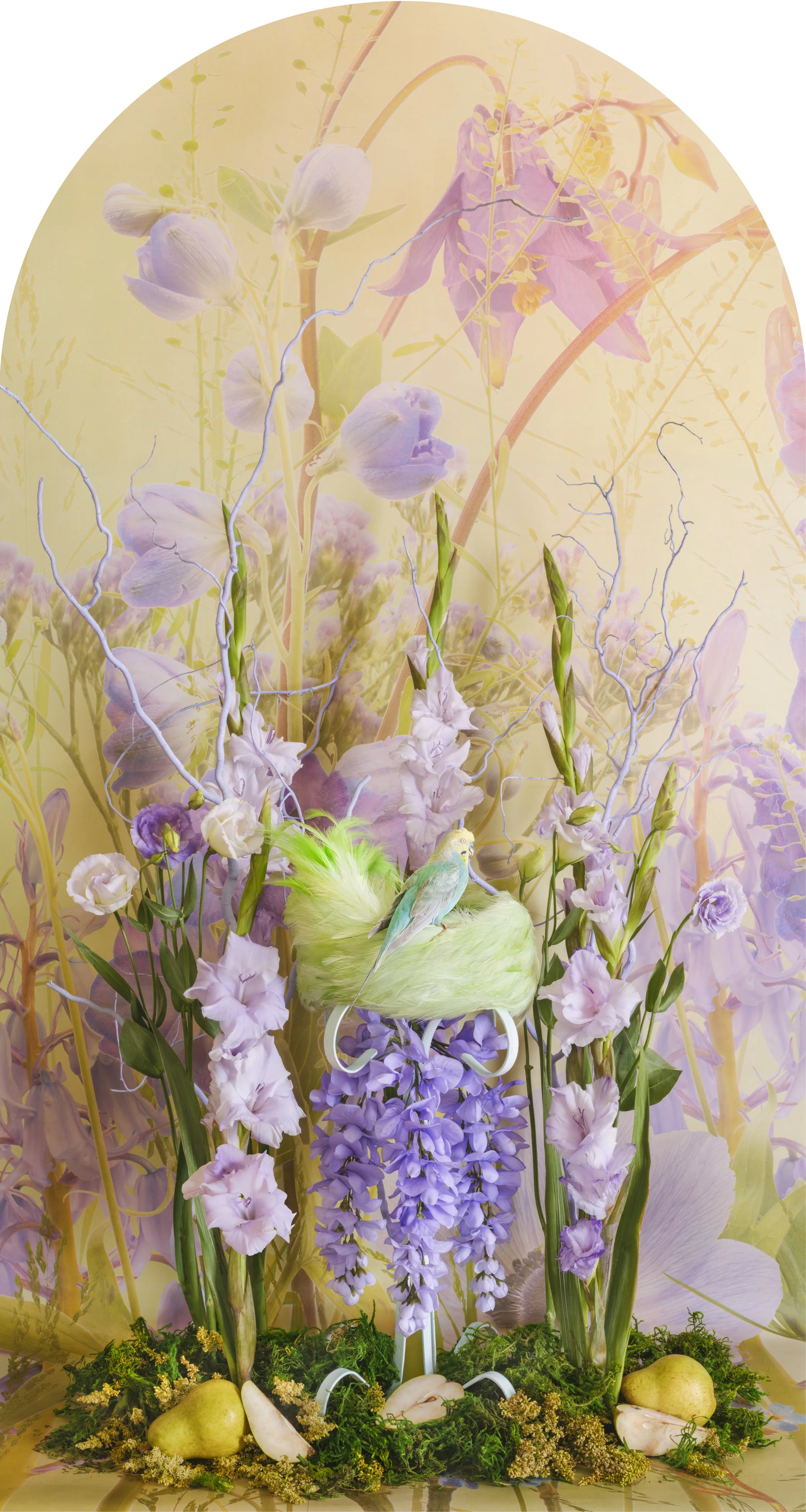 Budgerigar with Pear Nesting, 2026