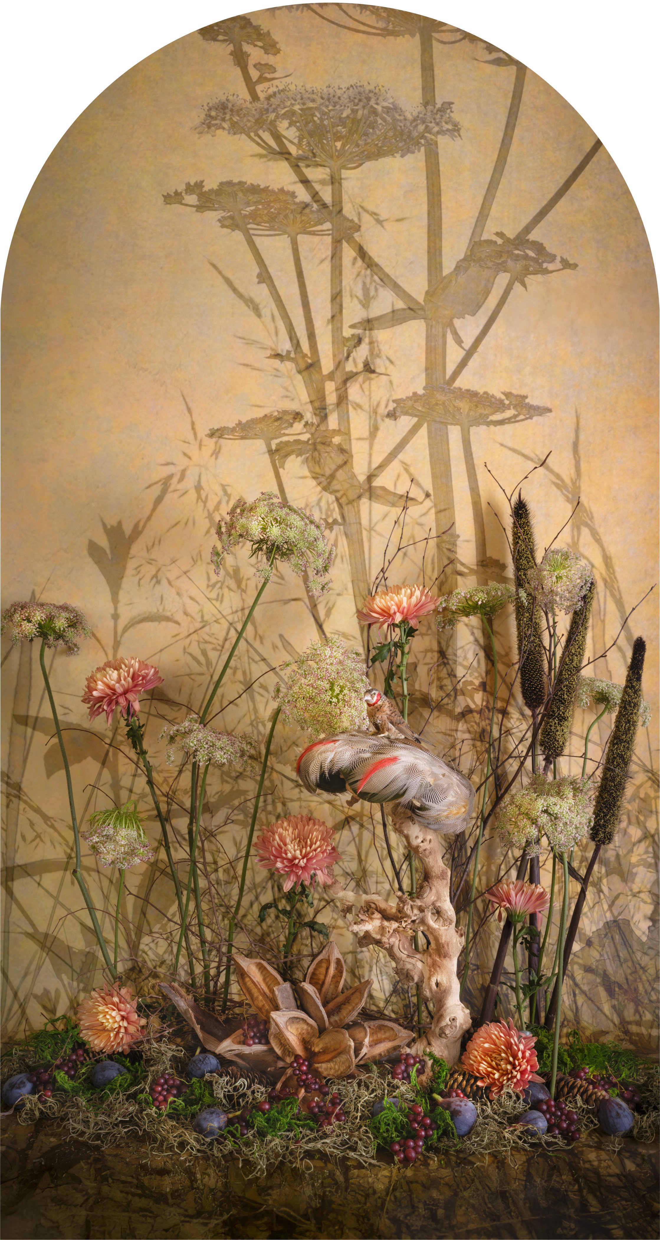 Cut-Throat Finch with Figs Nesting, 2026