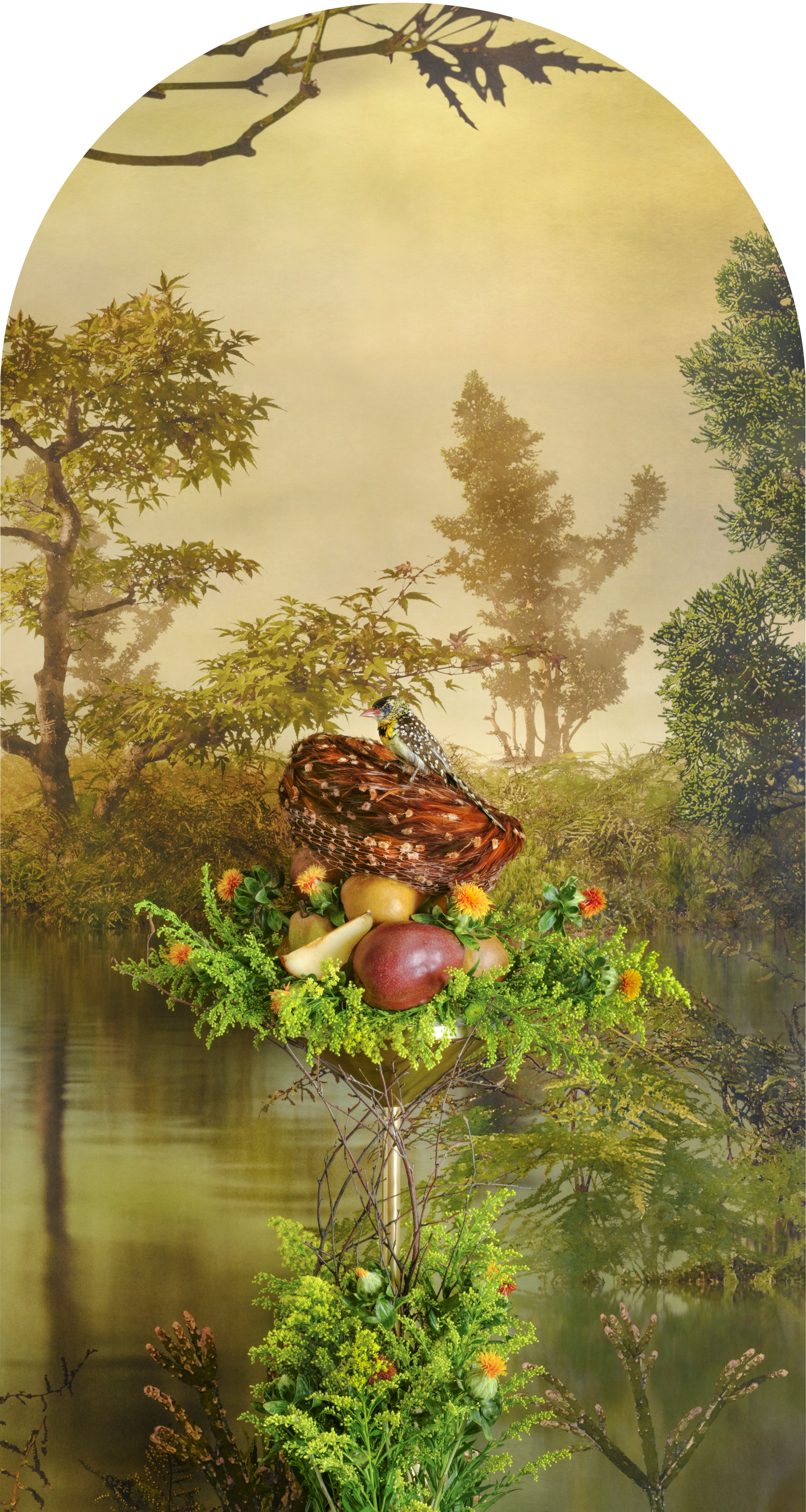 D'Arnaud's Barbet with Pears Nesting, 2025