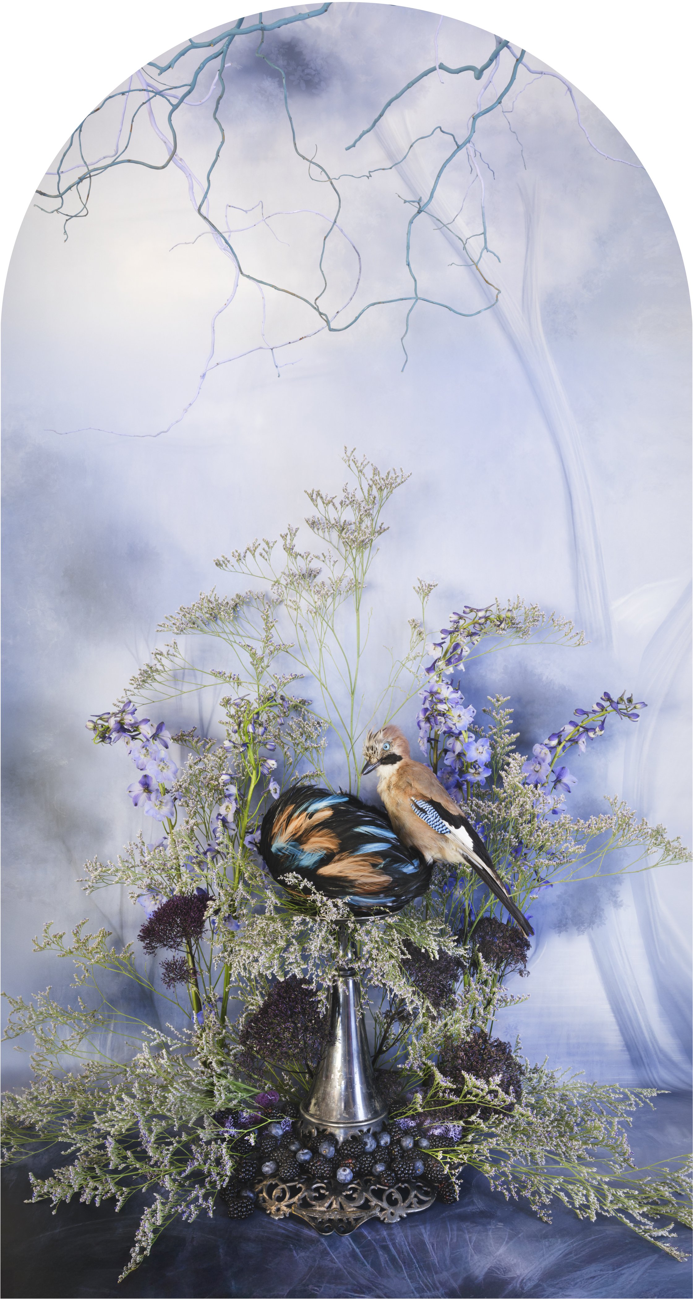 Eurasian Jay with Mixed Berries Nesting, 2026