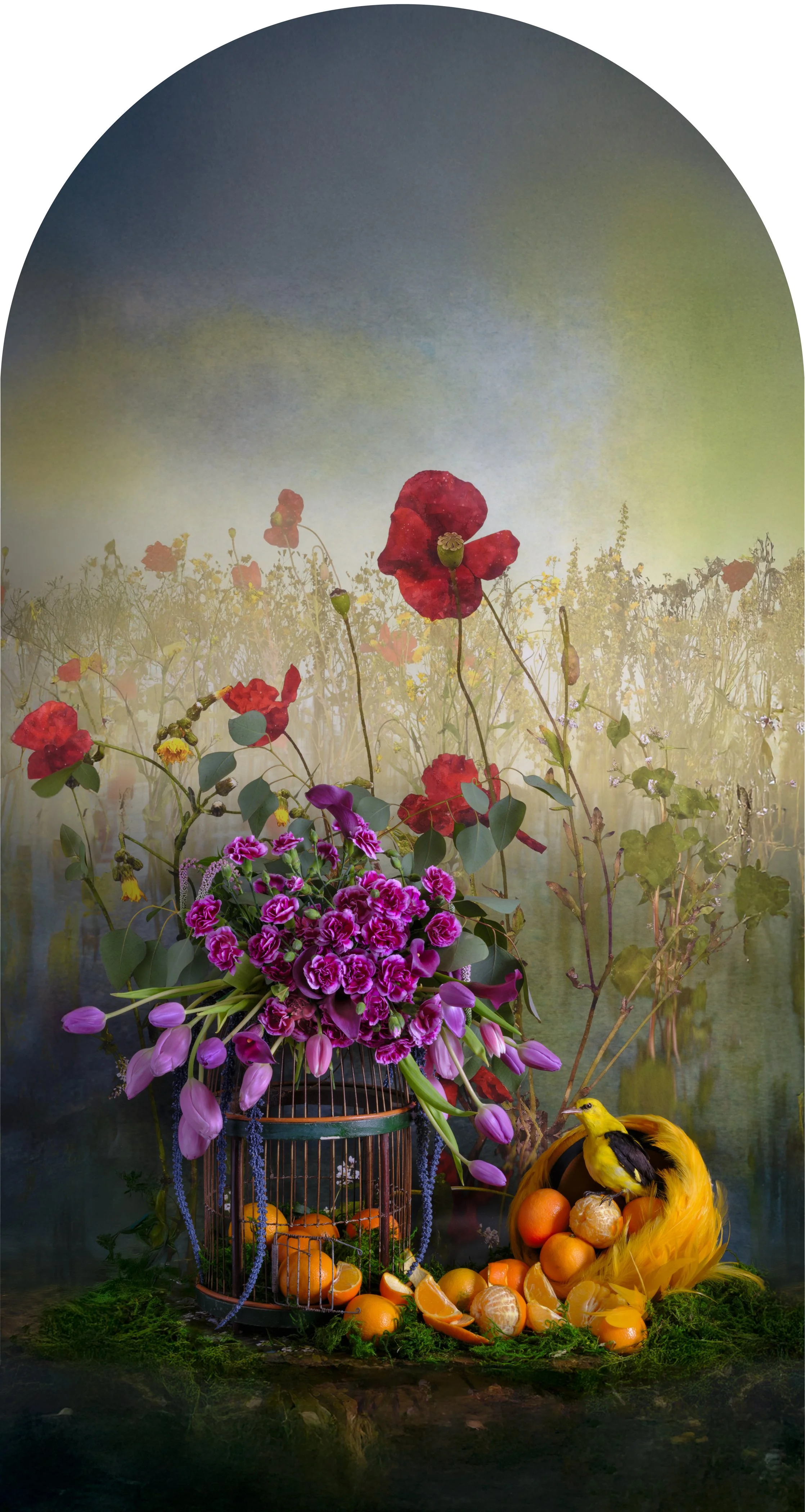 Hooded Oriole with Citrus Nesting, 2025