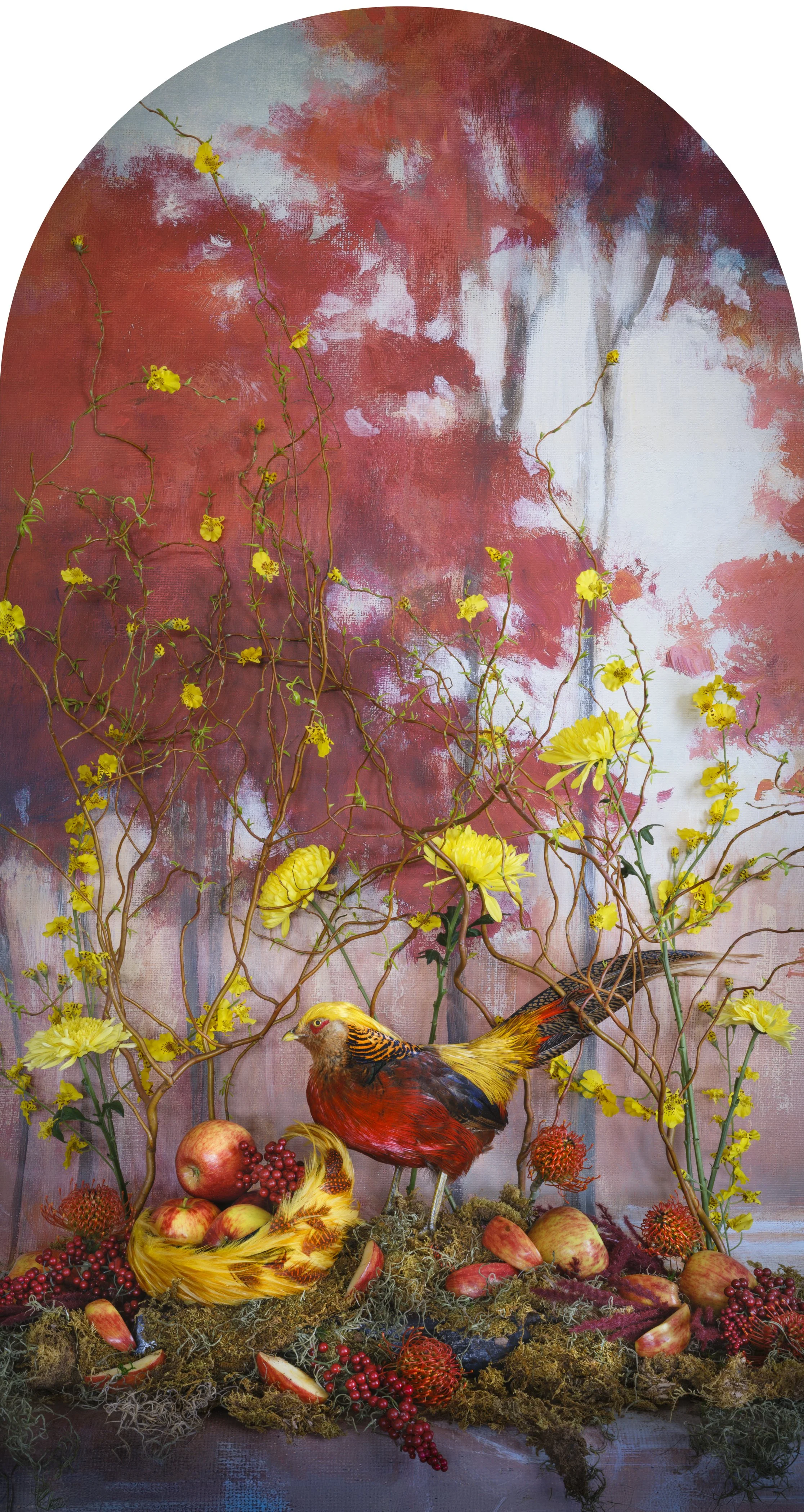 Red Golden Pheasant with Apples Nesting, 2026 (Copy)